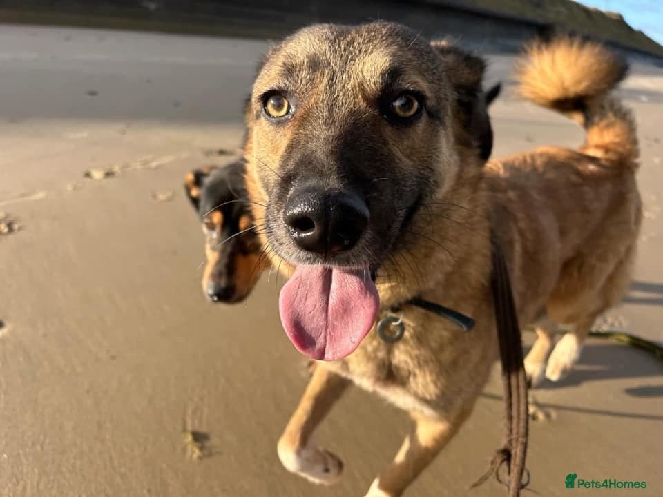 Levi - Norwich Norfolk photo 10