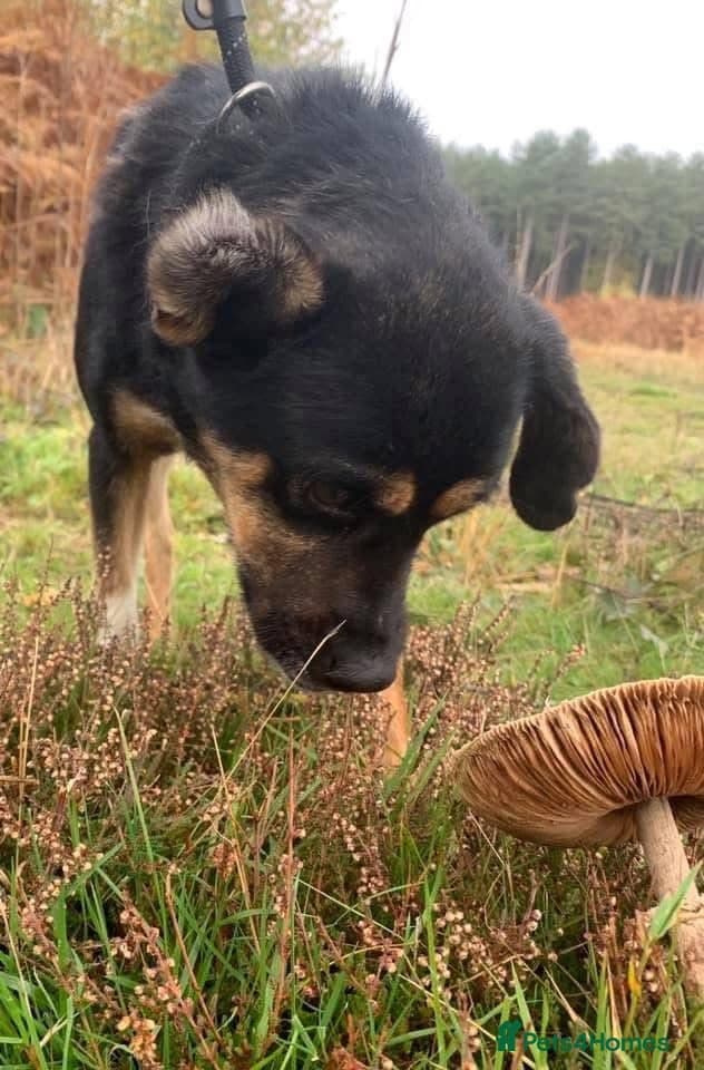 Paddy - Norwich Norfolk photo 19