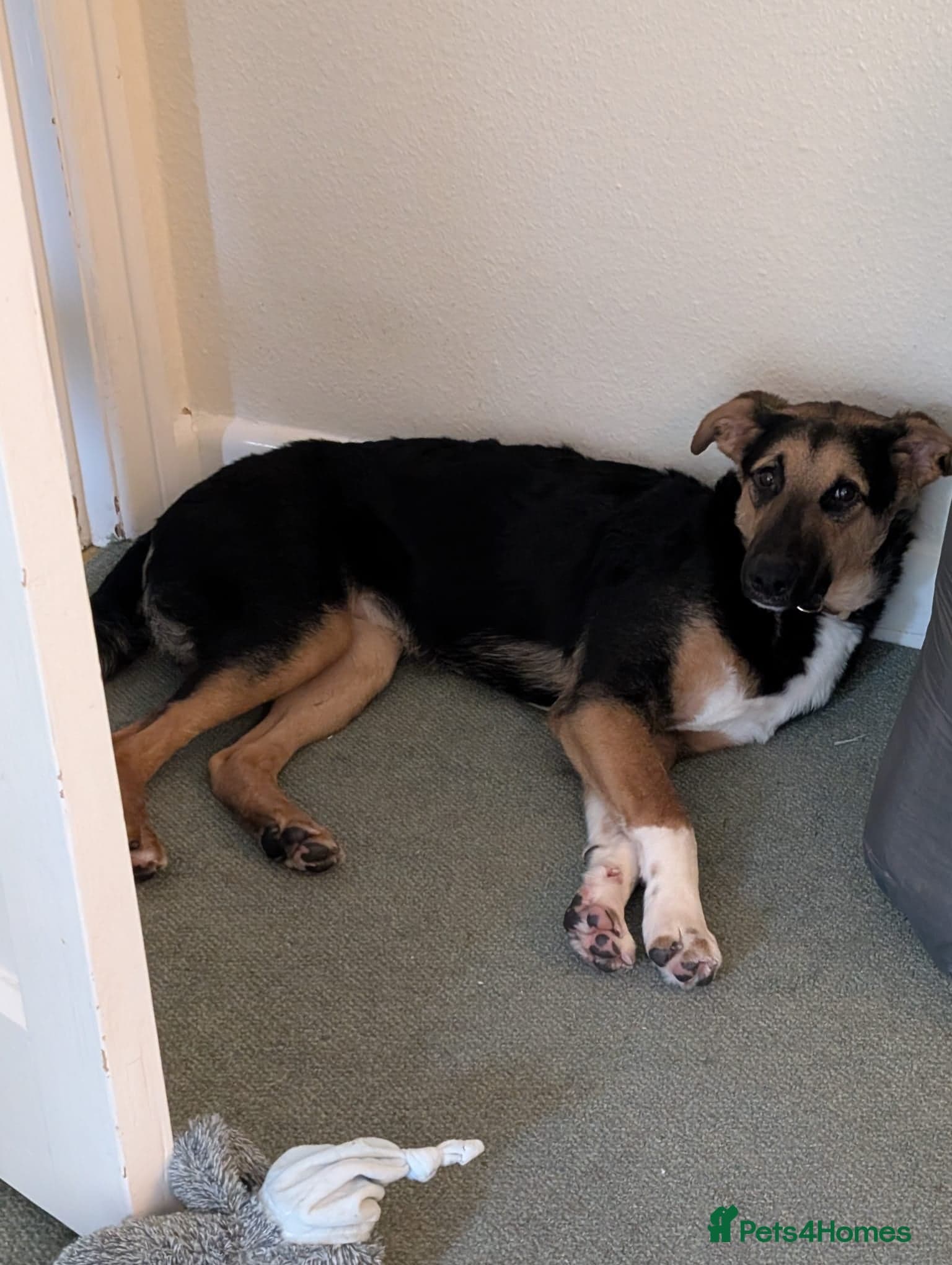 LOOK AT HIM:💙BRUNO💙Someone's best ever friend photo 7