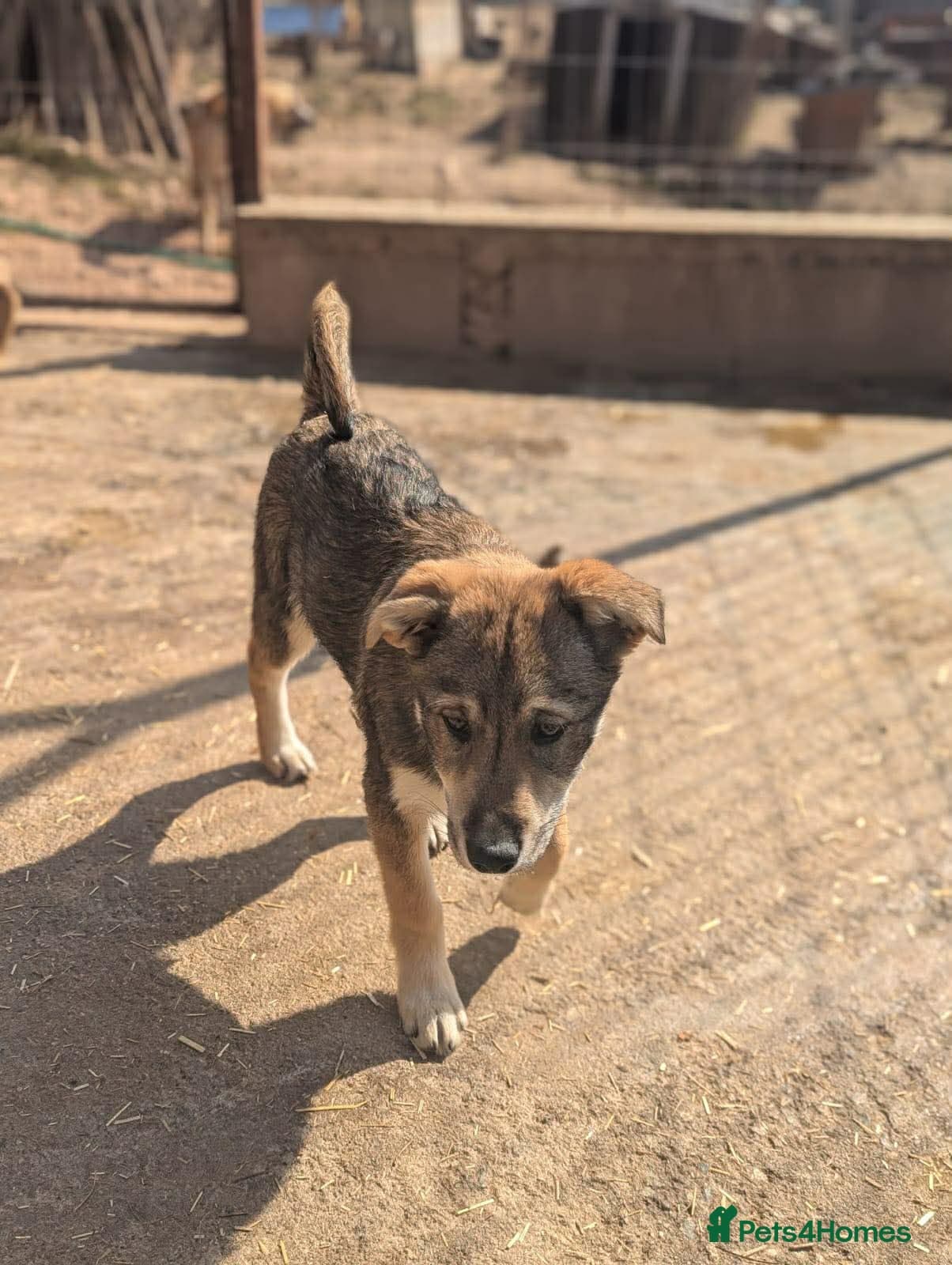 Star ⭐️ — Mixed Breed