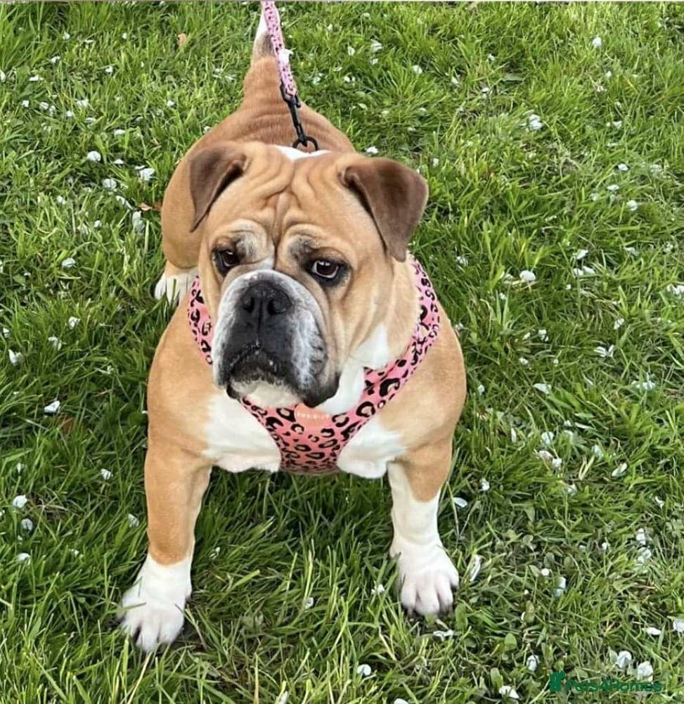 LACY 4yr old English Bulldog photo 2