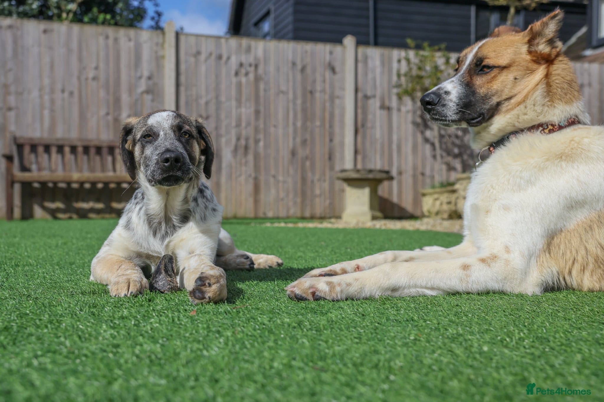 Easygoing Electra - Colourful Lab type photo 19