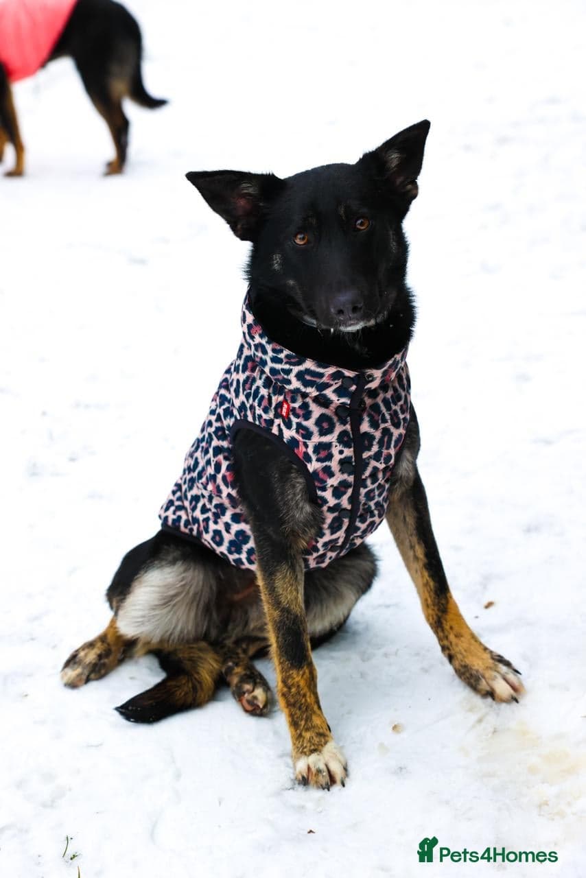 ️MILLA❤️11 month, calm, thoughtful girl — Mixed Breed