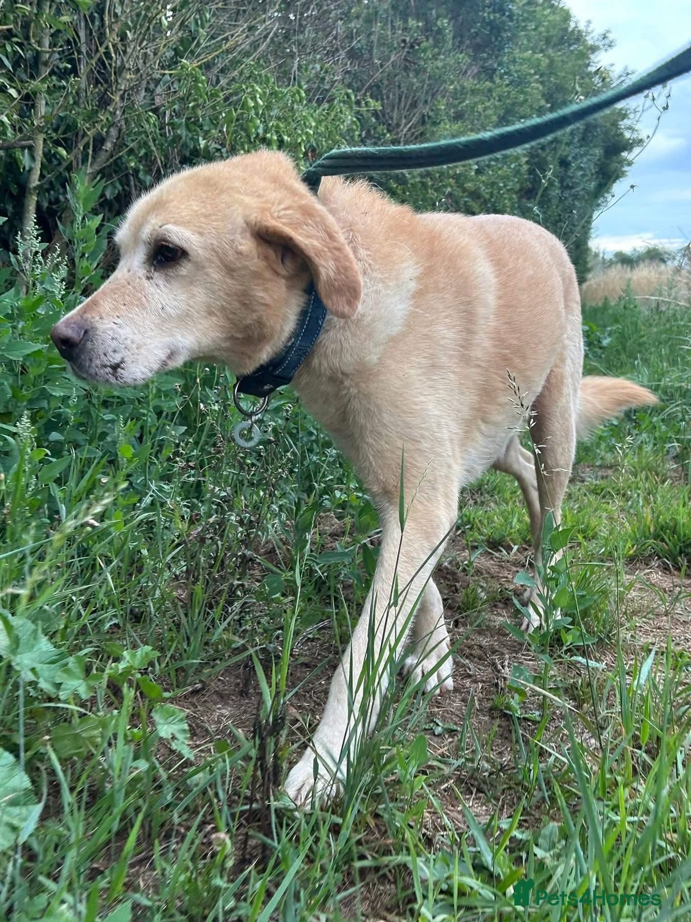 Rupert - Norwich Norfolk photo 13