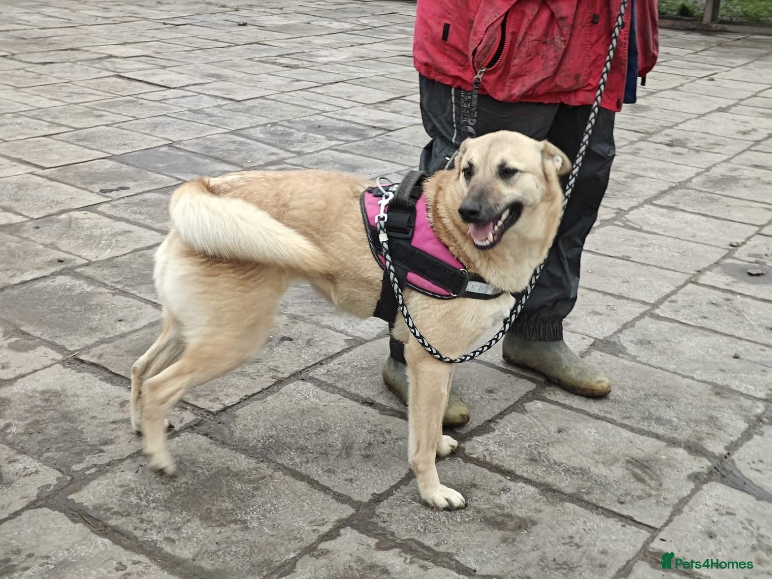 ๏ธ๐ถ stacy photo 26