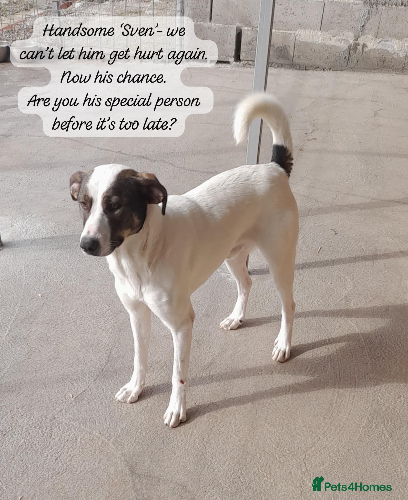 Sven, 1.5 yrs approx.Available for adoption. photo 11