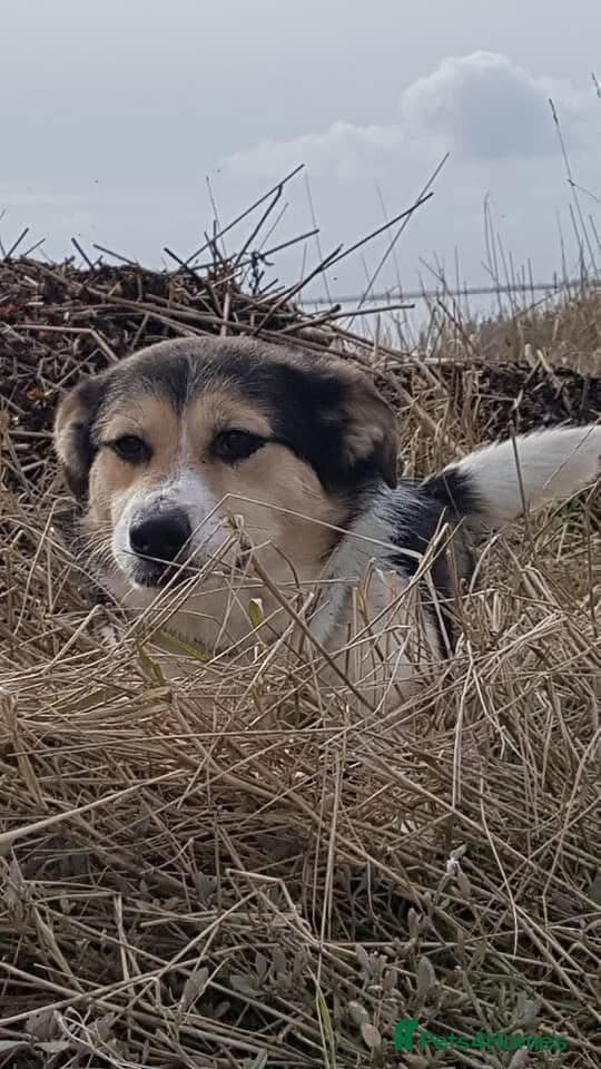 Tara - Norwich Norfolk photo 10