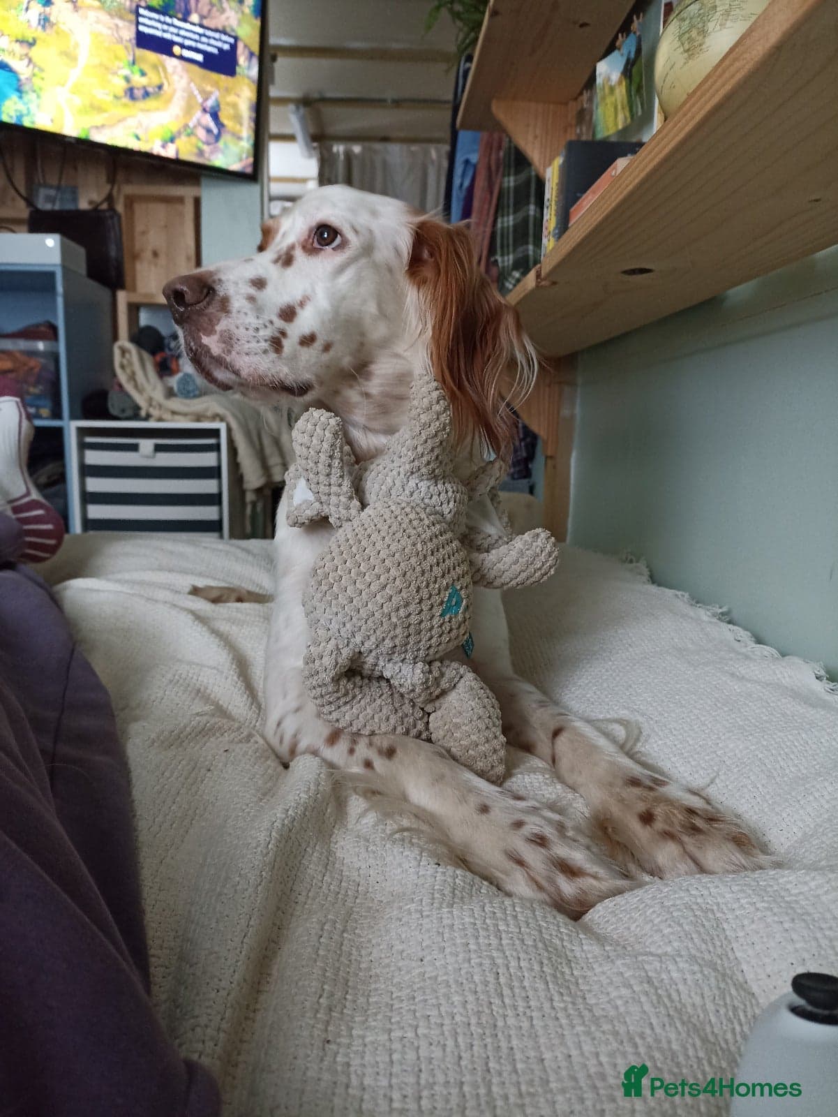 Parchi (Lucas) photo 12