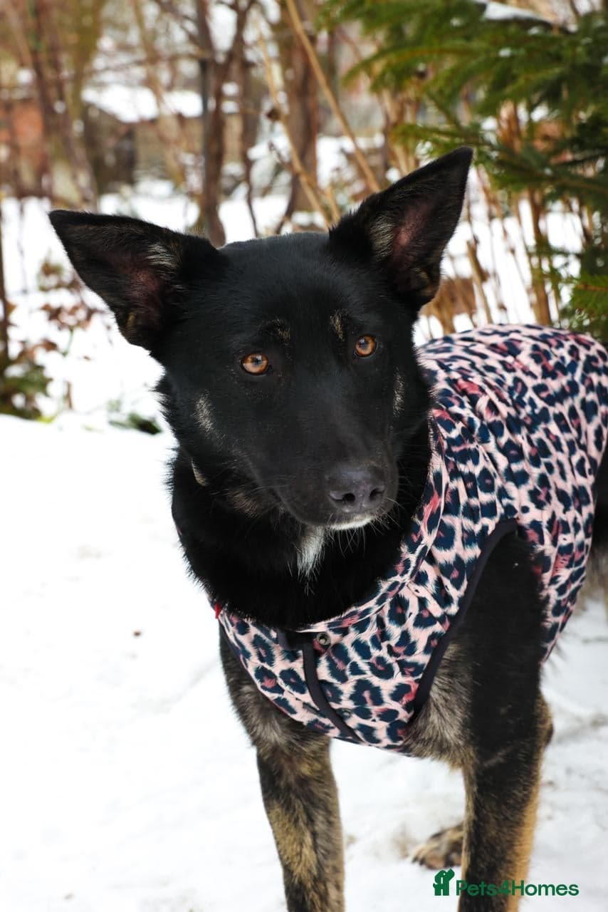 ️MILLA❤️11 month, calm, thoughtful girl photo 2