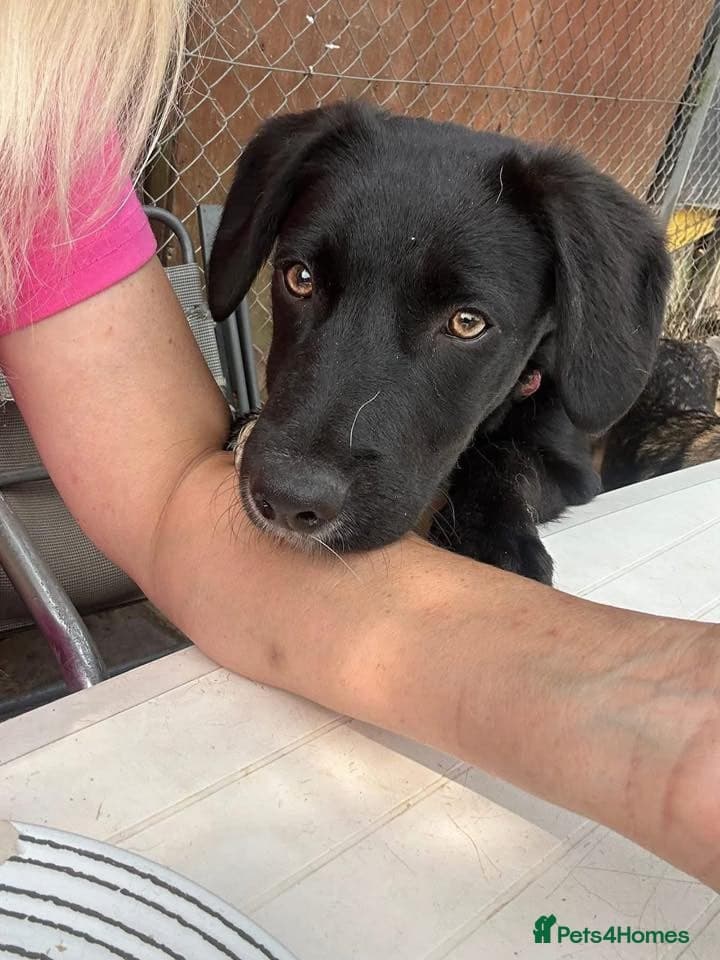 Barney - Norwich norfolk photo 20