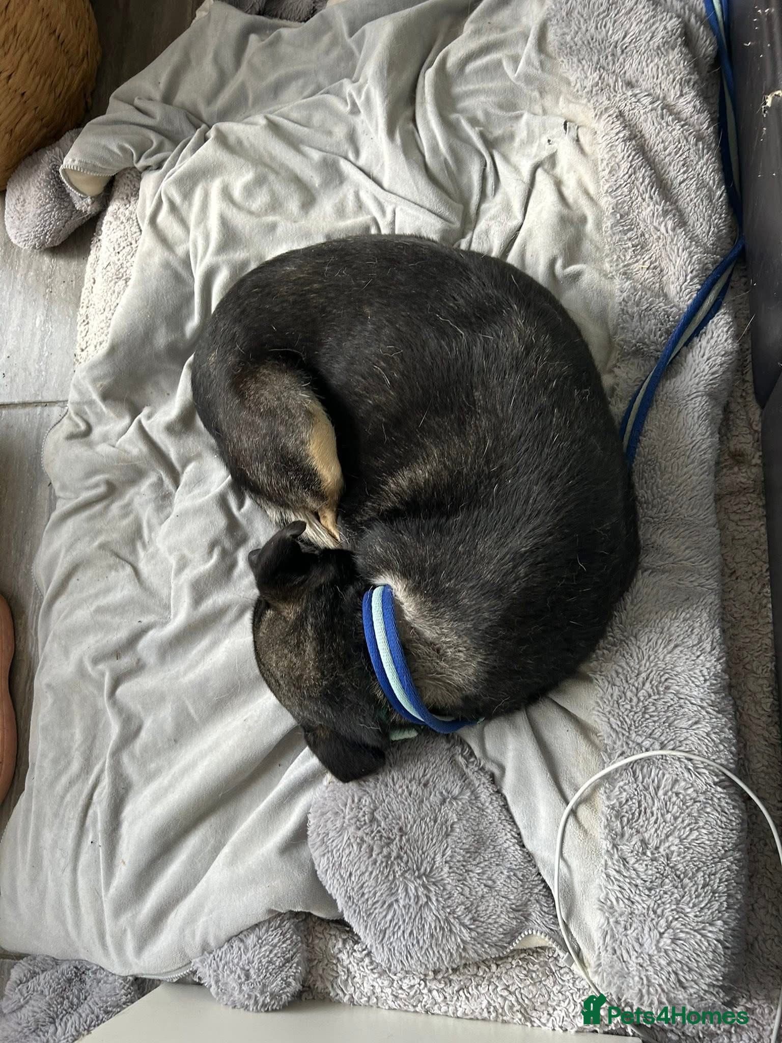 Joey - Norwich Norfolk photo 4