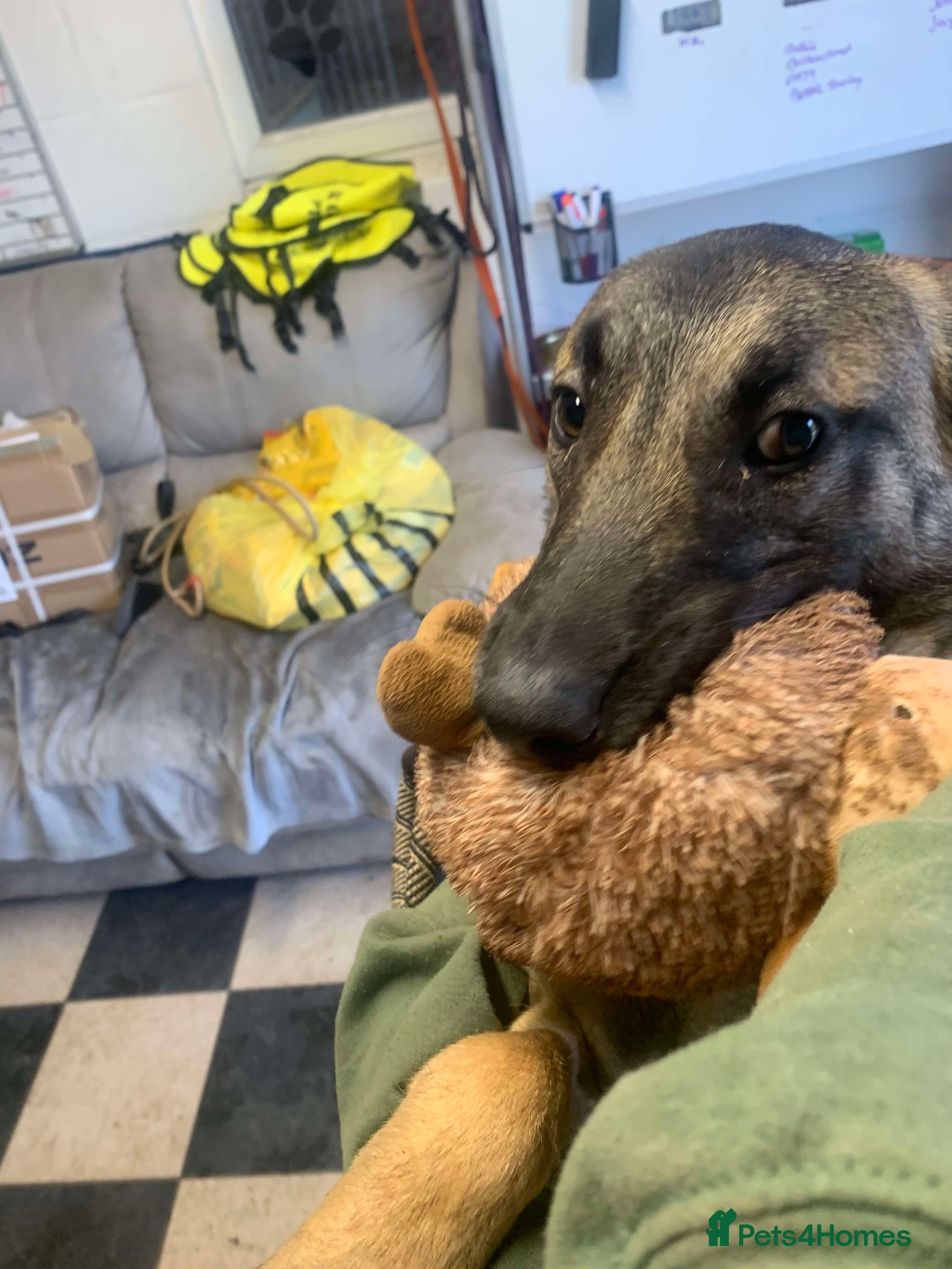 Meet Vera, currently residing in Cheshire photo 39