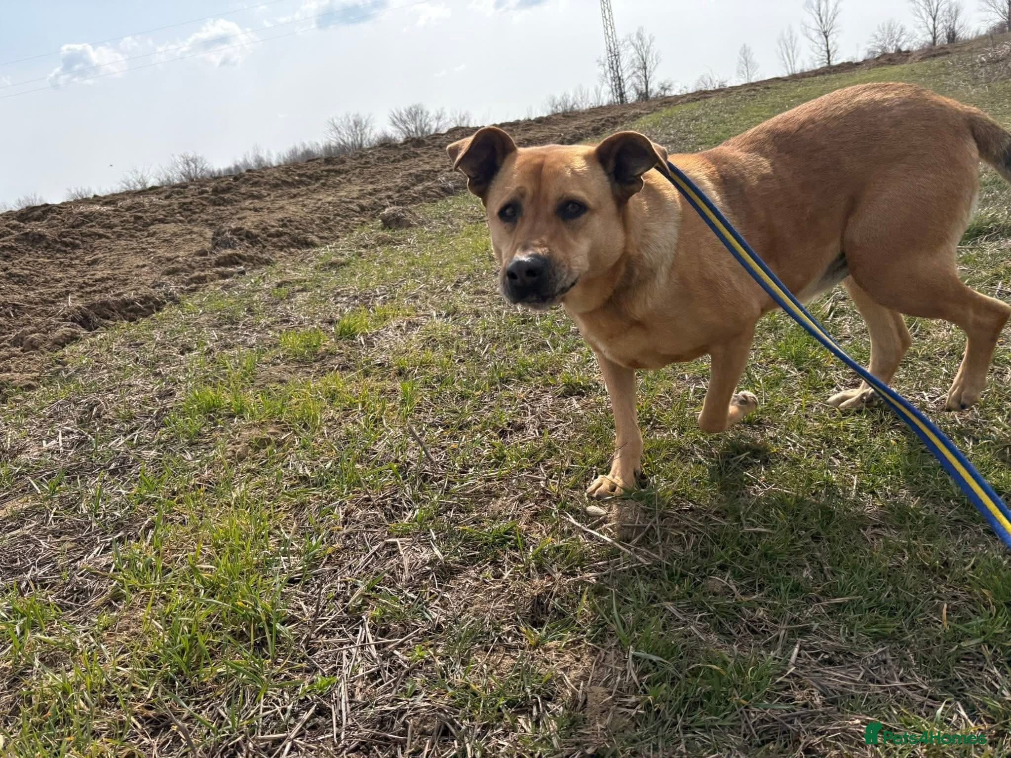 Thor - Dereham Norfolk photo 18