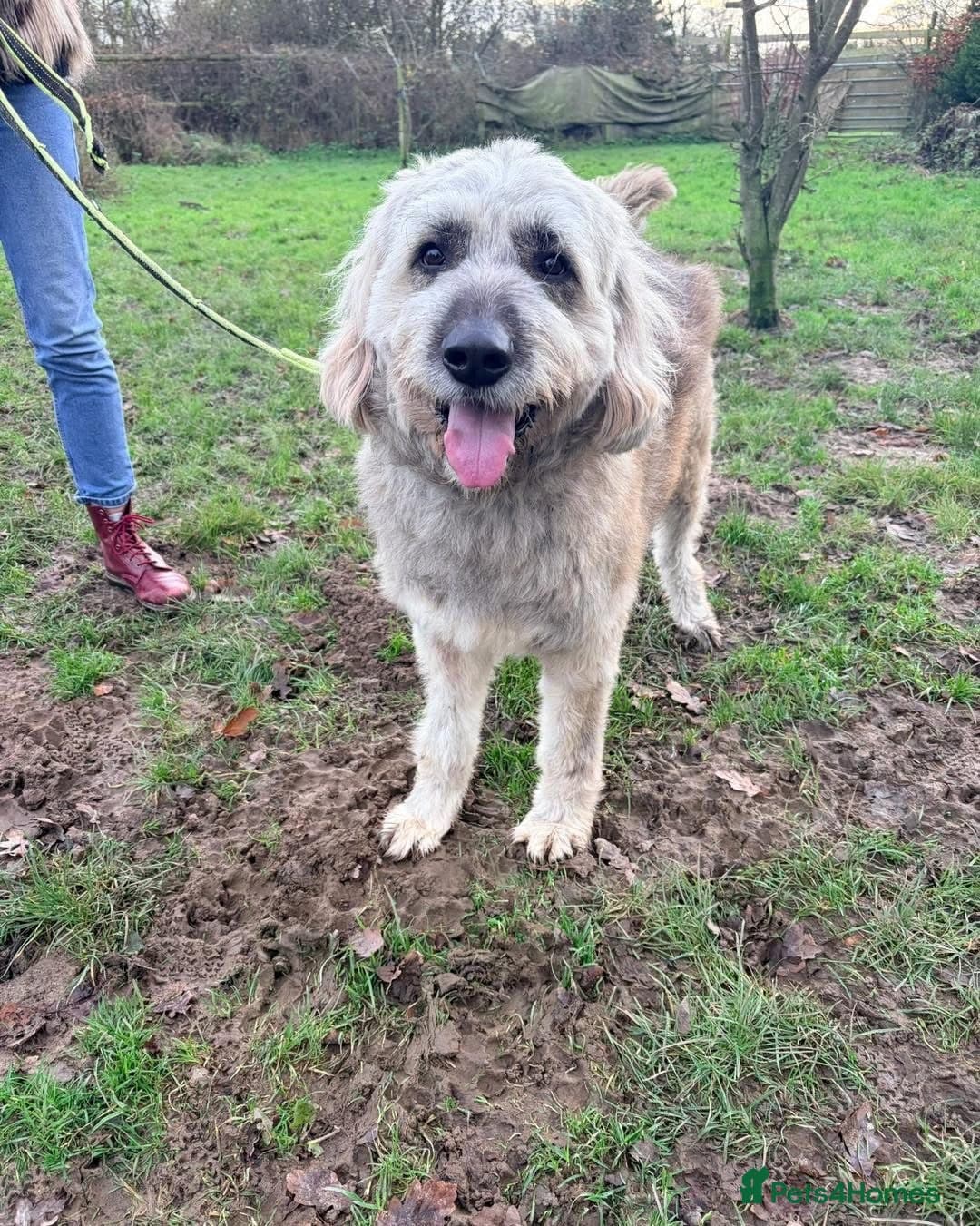 Oscar - our bear boyπ photo 6