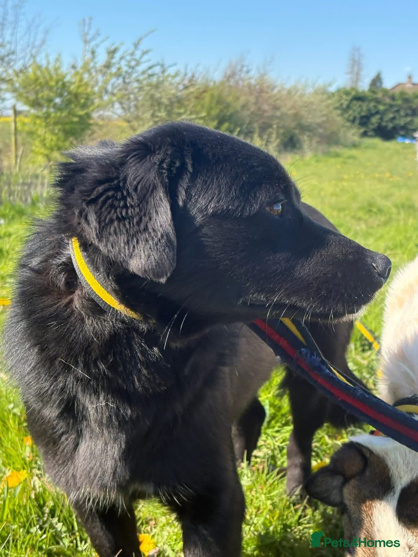 Dante - Norwich Norfolk photo 16