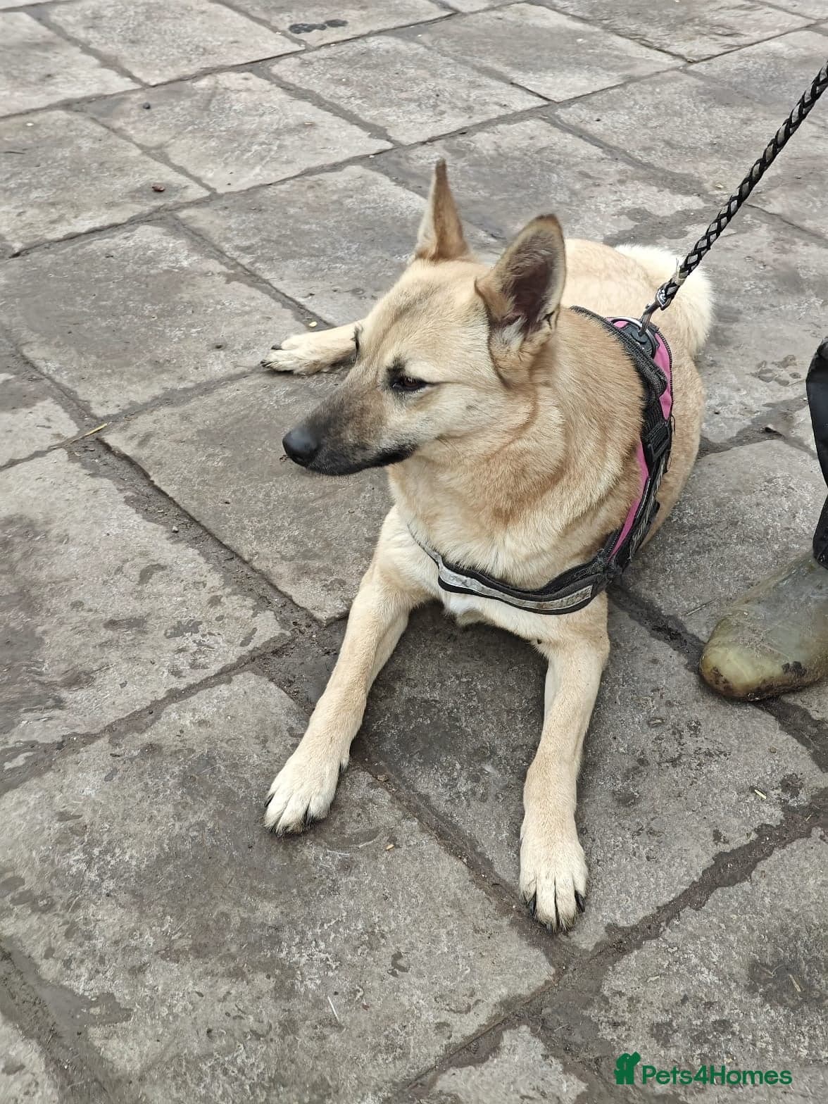 ๏ธ๐ถ stacy photo 20