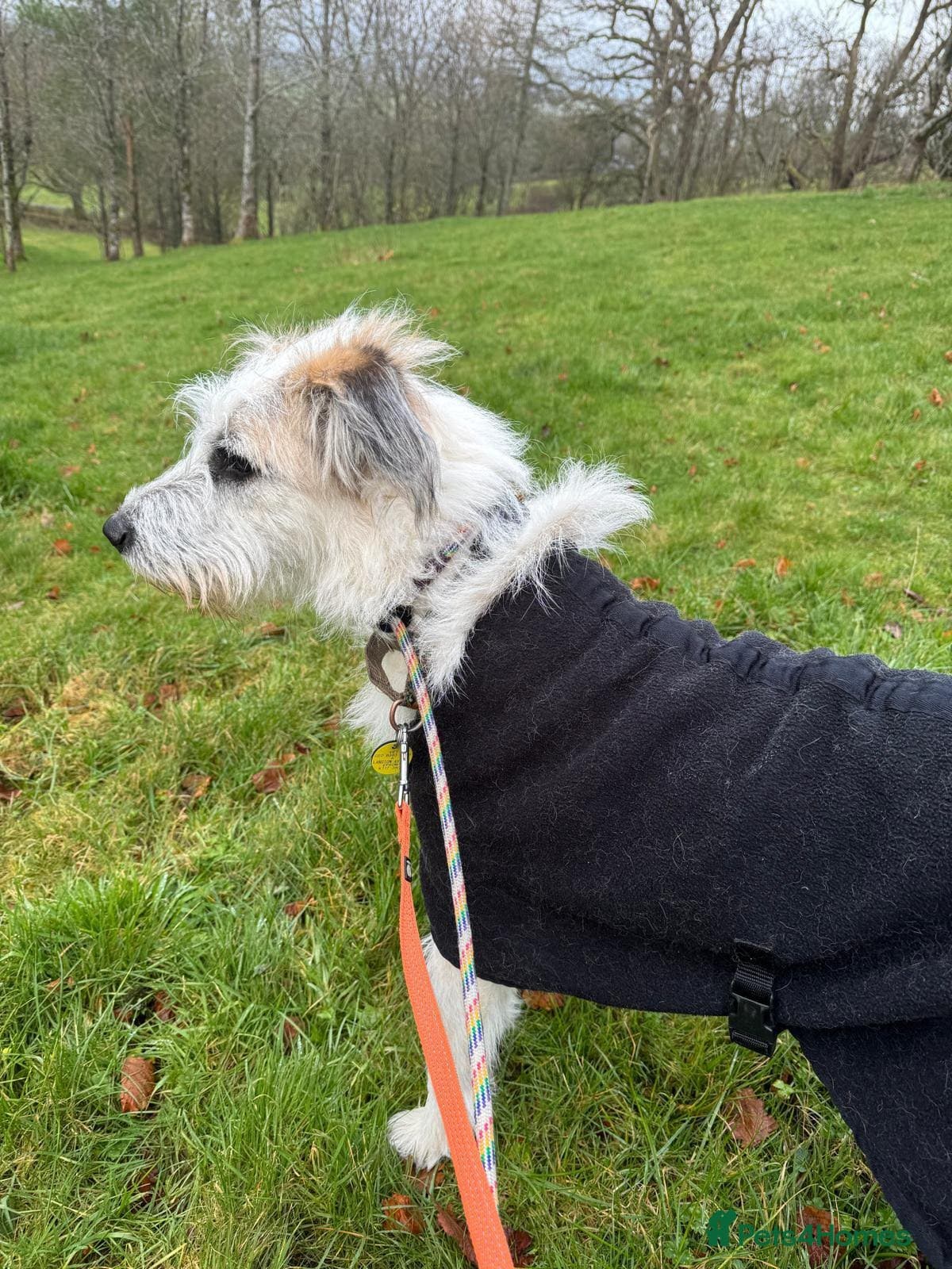 KALLIE- 18 months, loves dogs/playful/active/rural photo 33