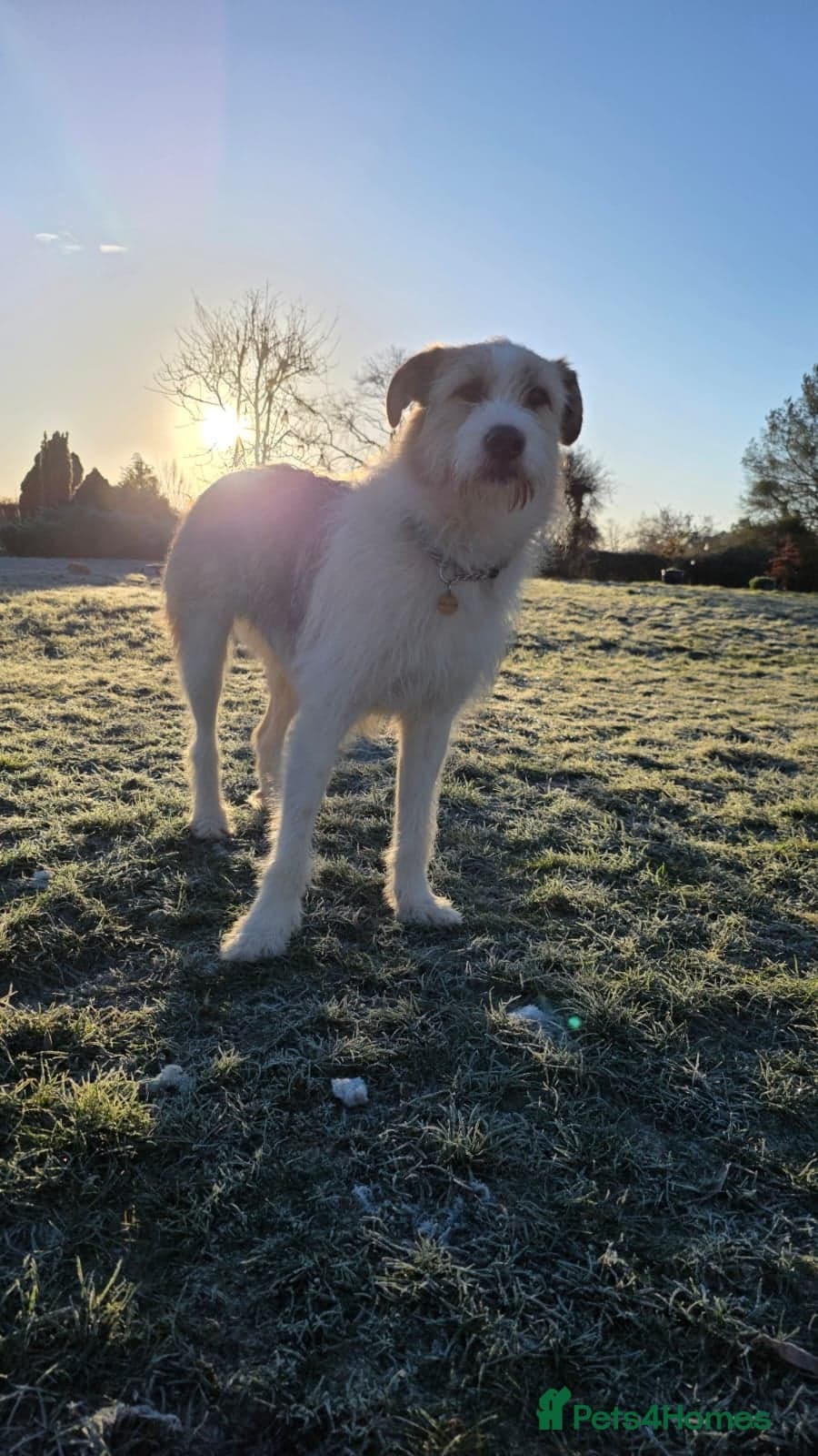 Hershey & Harley π still Waiting photo 20