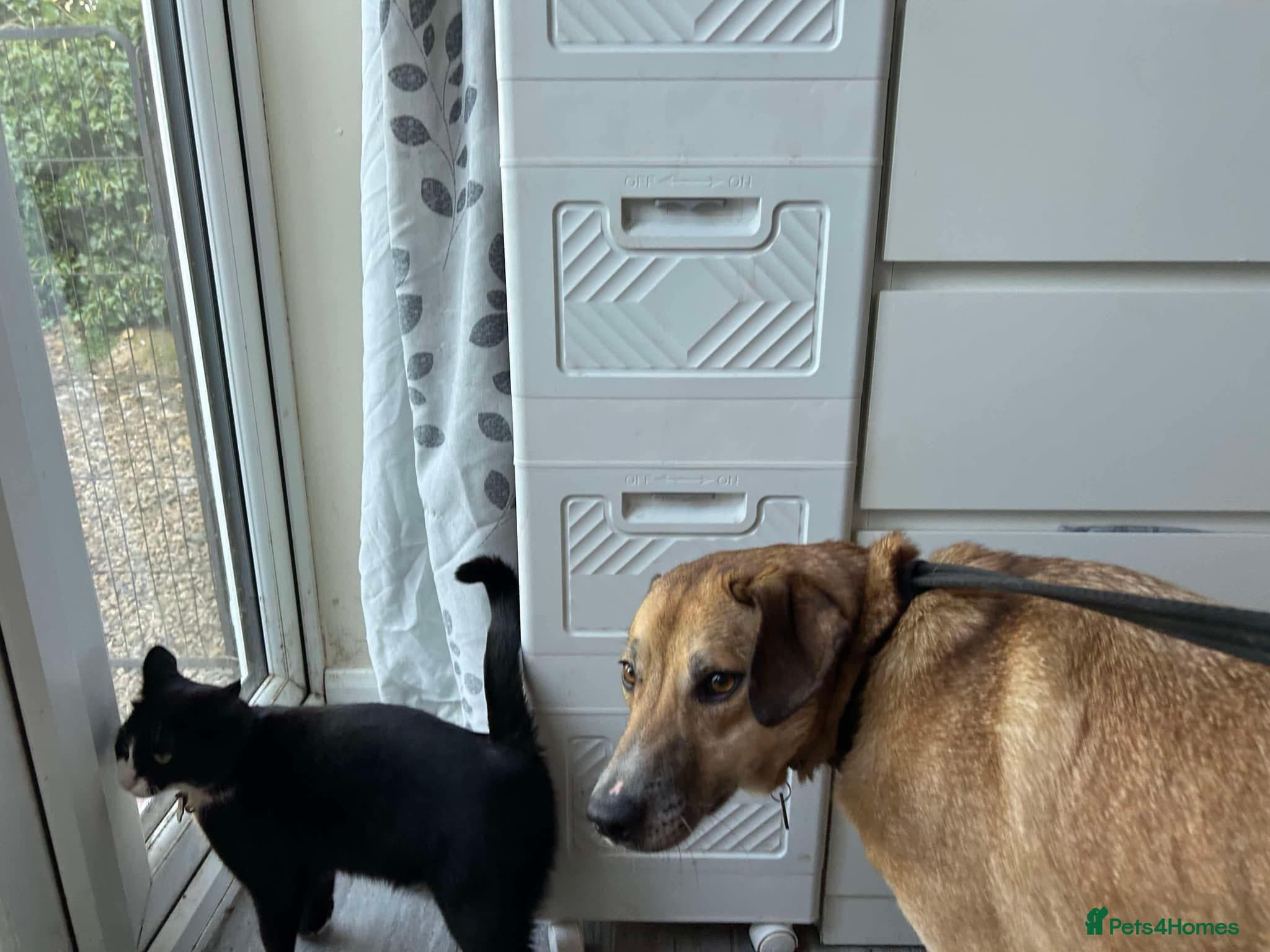 Sara - Norwich Norfolk photo 7