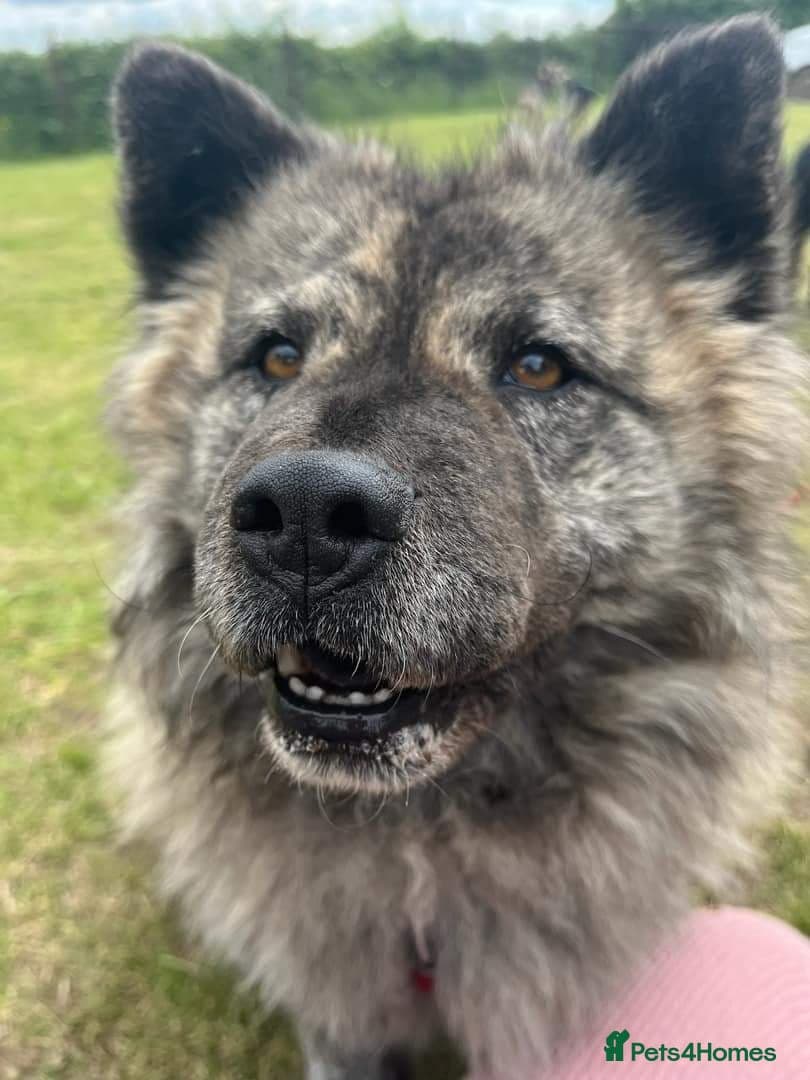 Luna Chow π photo 6