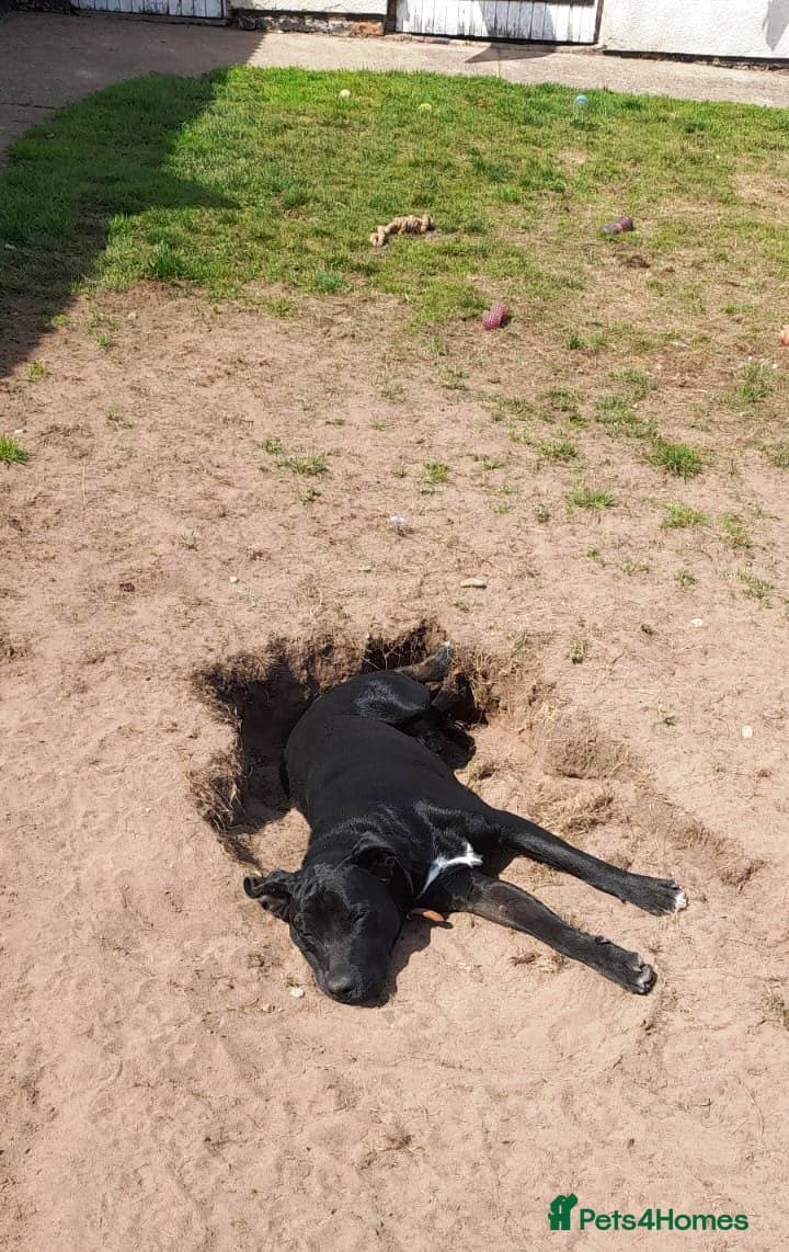 SHEAMUS,URGENT sensitive Soul Labrador Cross photo 17