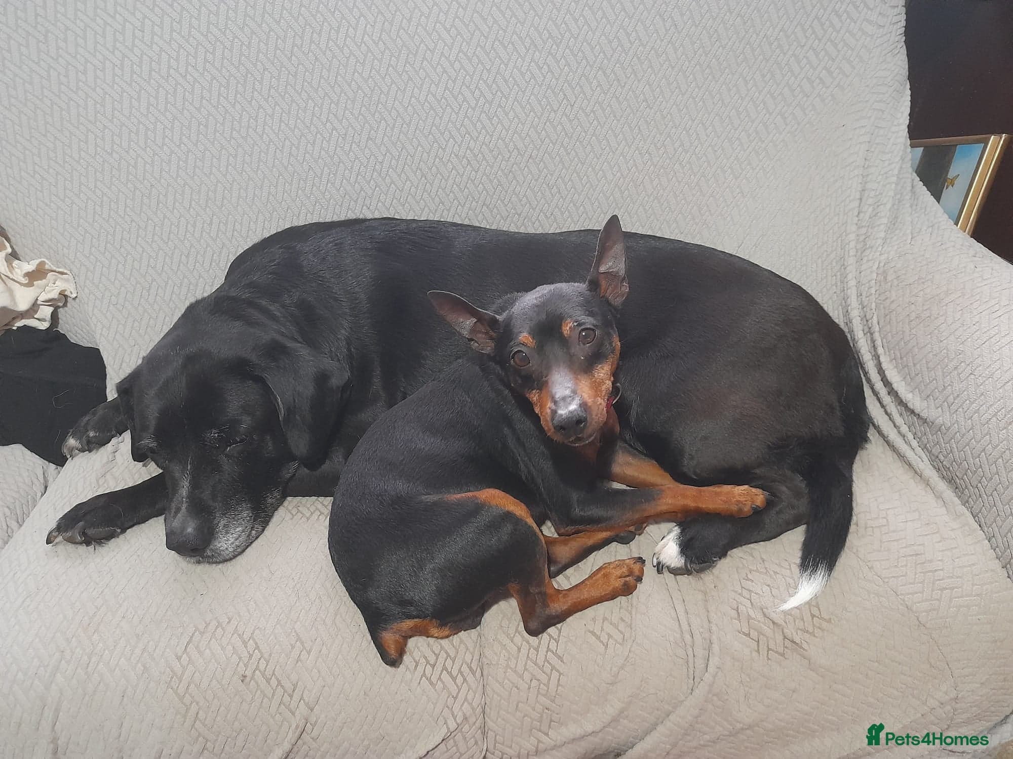 Benetton, a cuddlebug photo 2