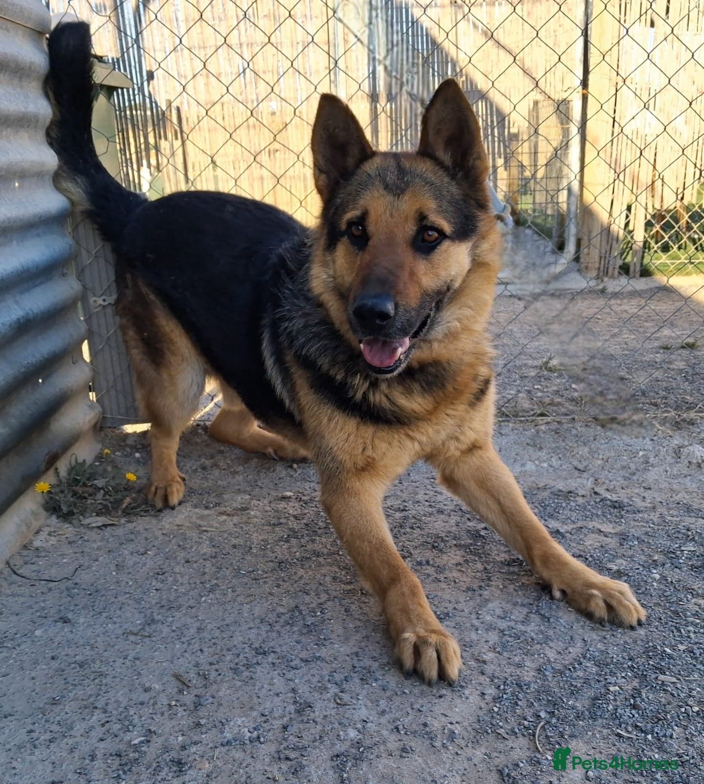 ️URGENT‼️🚨 Bandit 💙🐾 photo 5