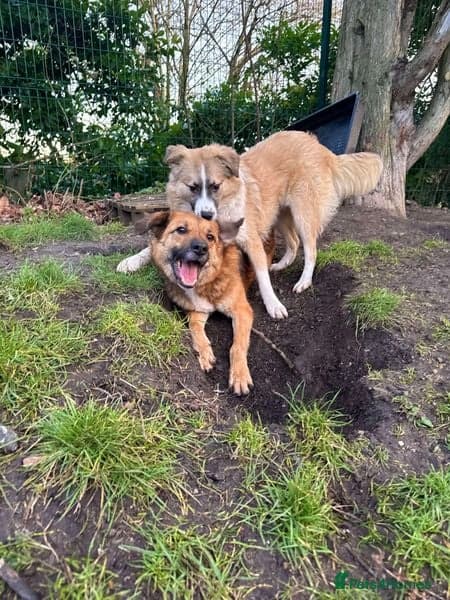 Aladdin — Mixed Breed