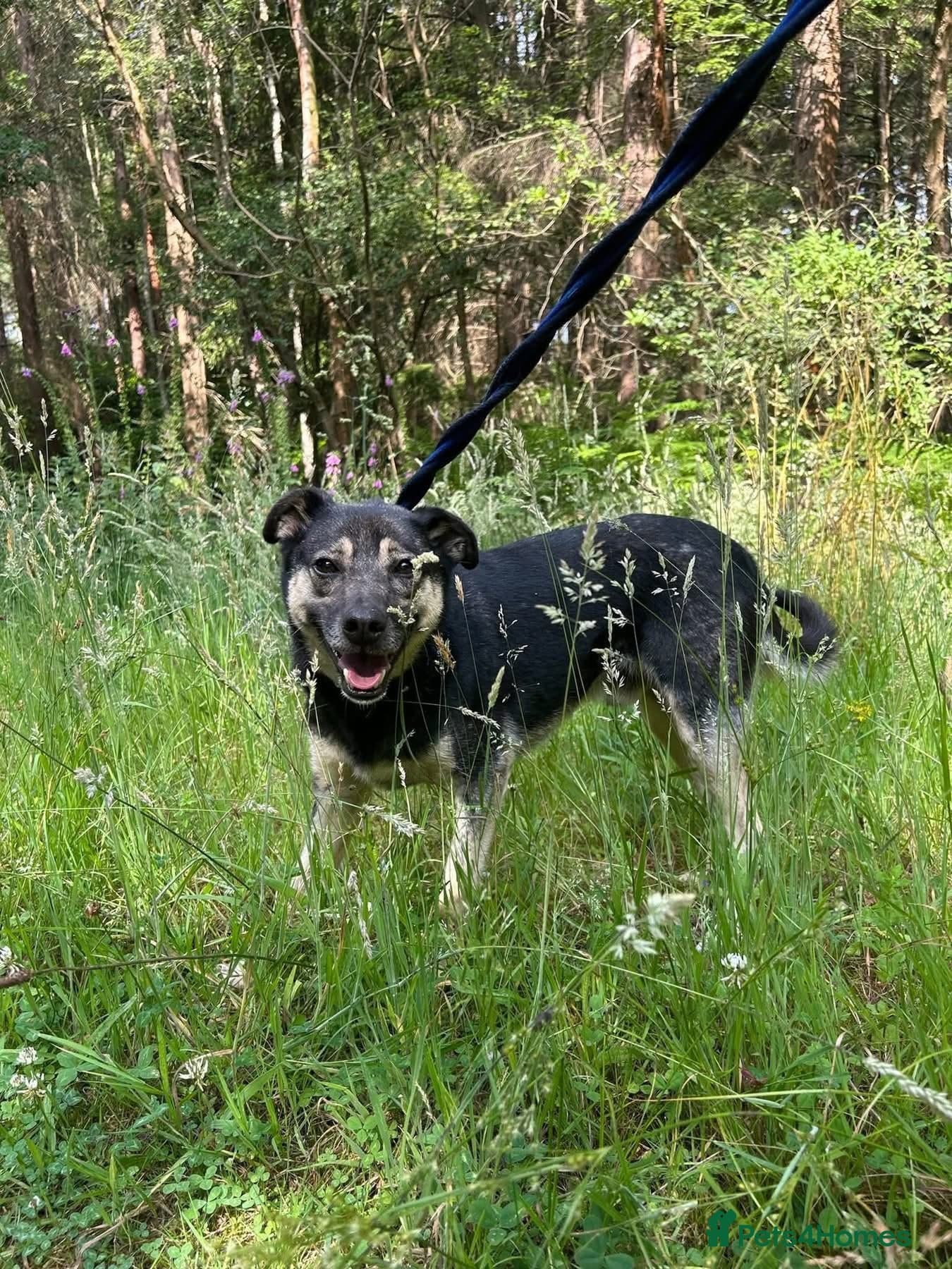 Joey - Norwich Norfolk photo 13