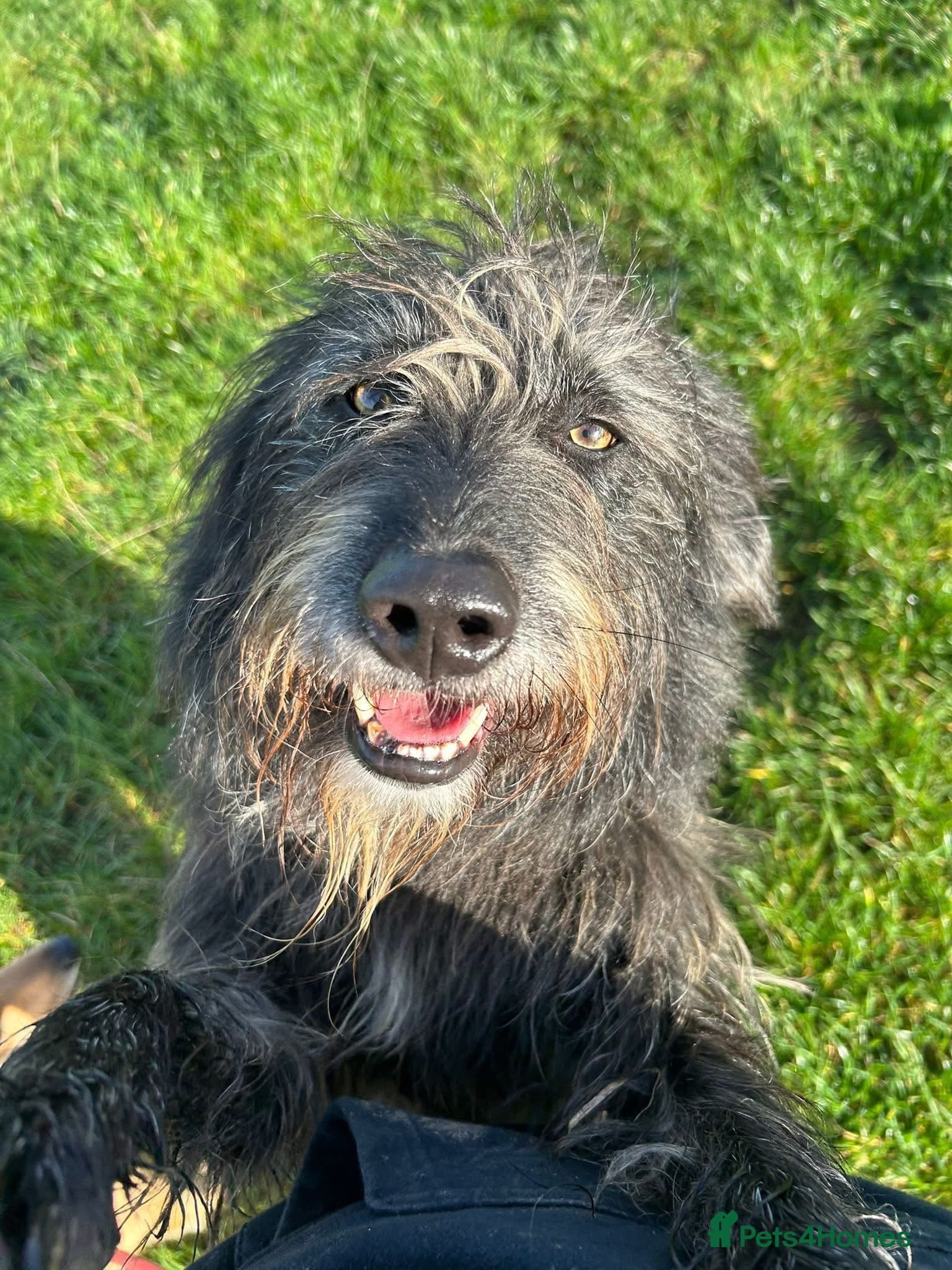 Herbie ๐ Female-only home needed! photo 11