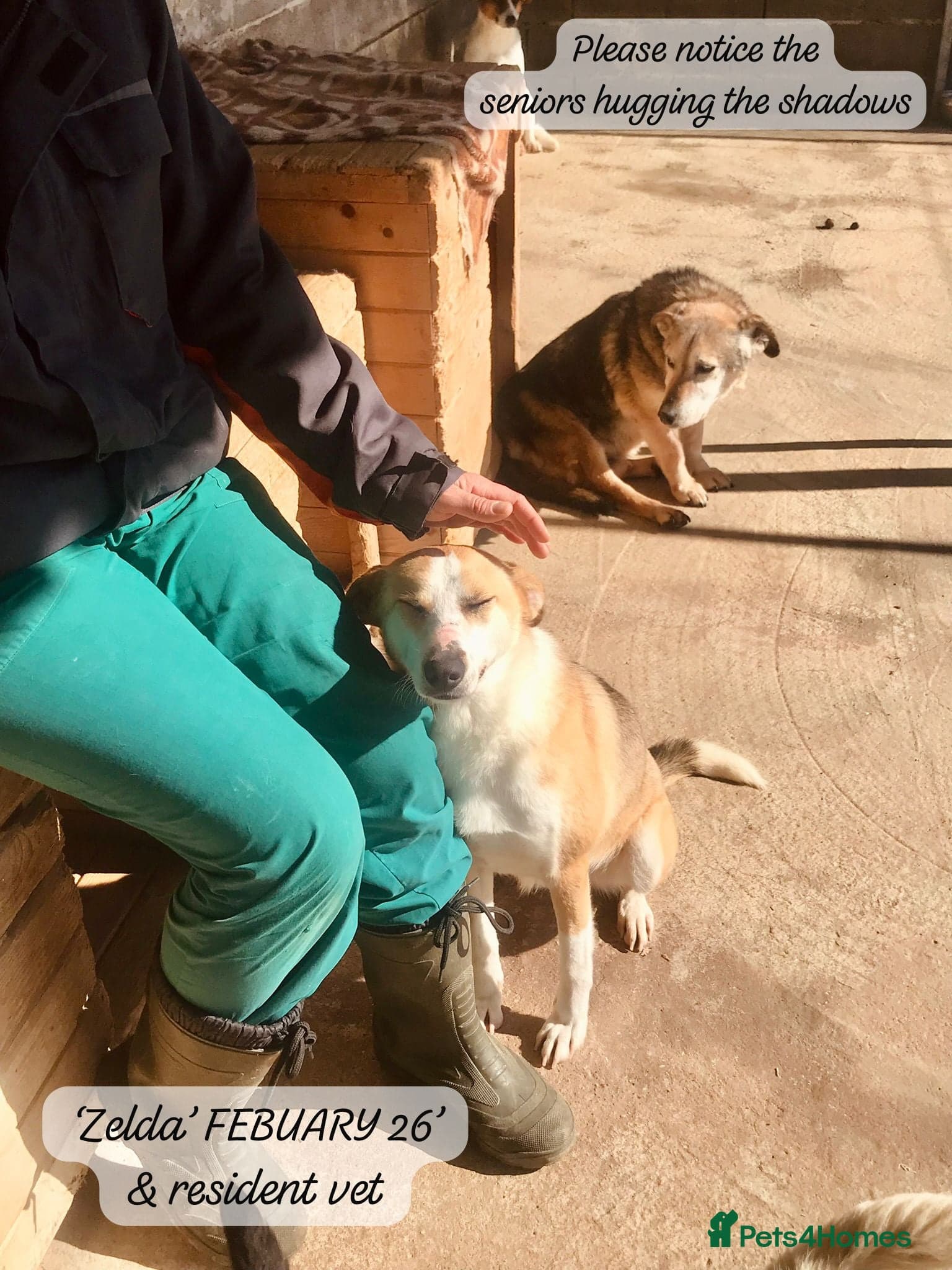 Zelda, 3 yrs old approx. photo 12