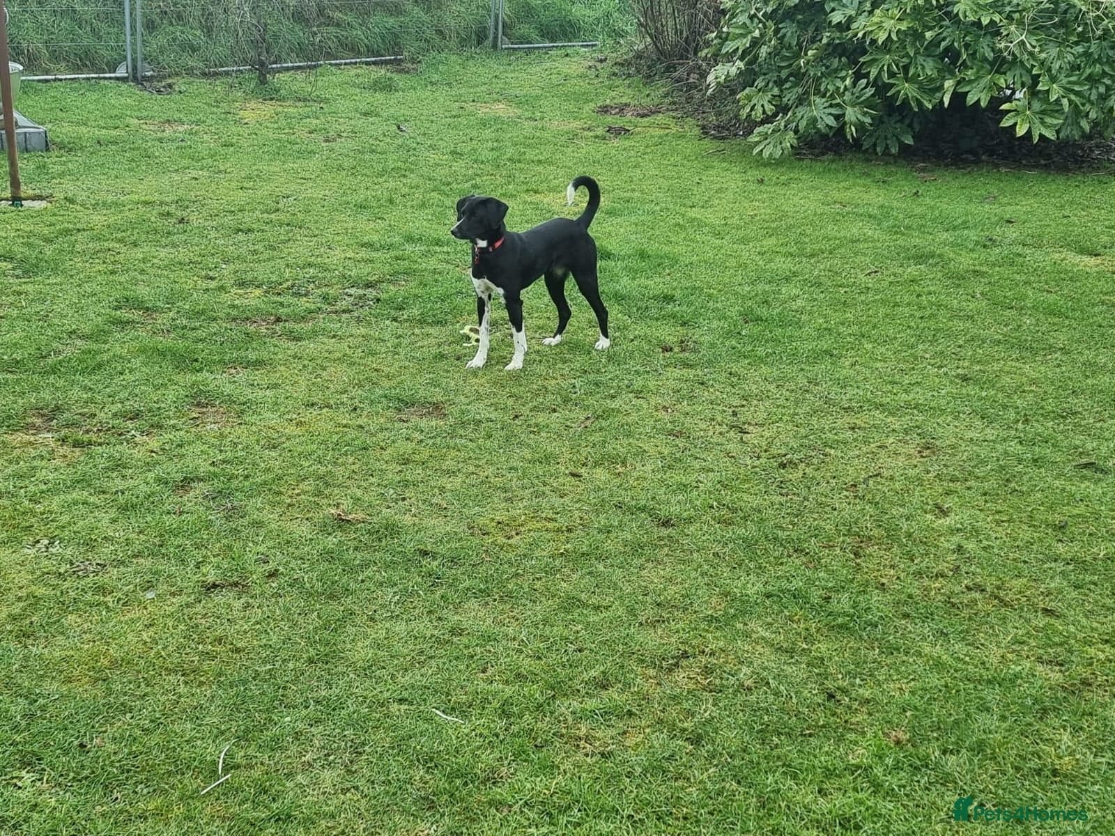 Nora for adoption in cornwall/devon photo 16