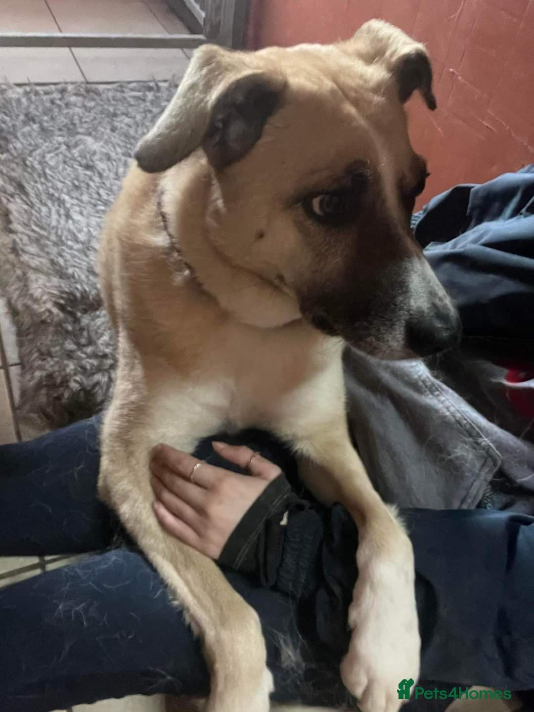 Meet Ruma, currently residing in Cheshire photo 16