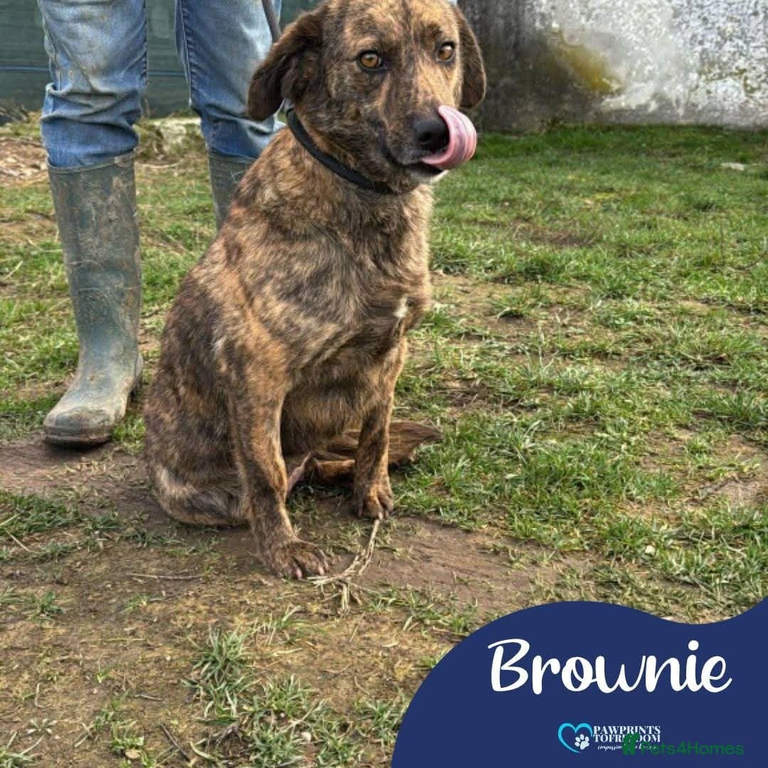 Meet Brownie, currently residing in Essex photo 2