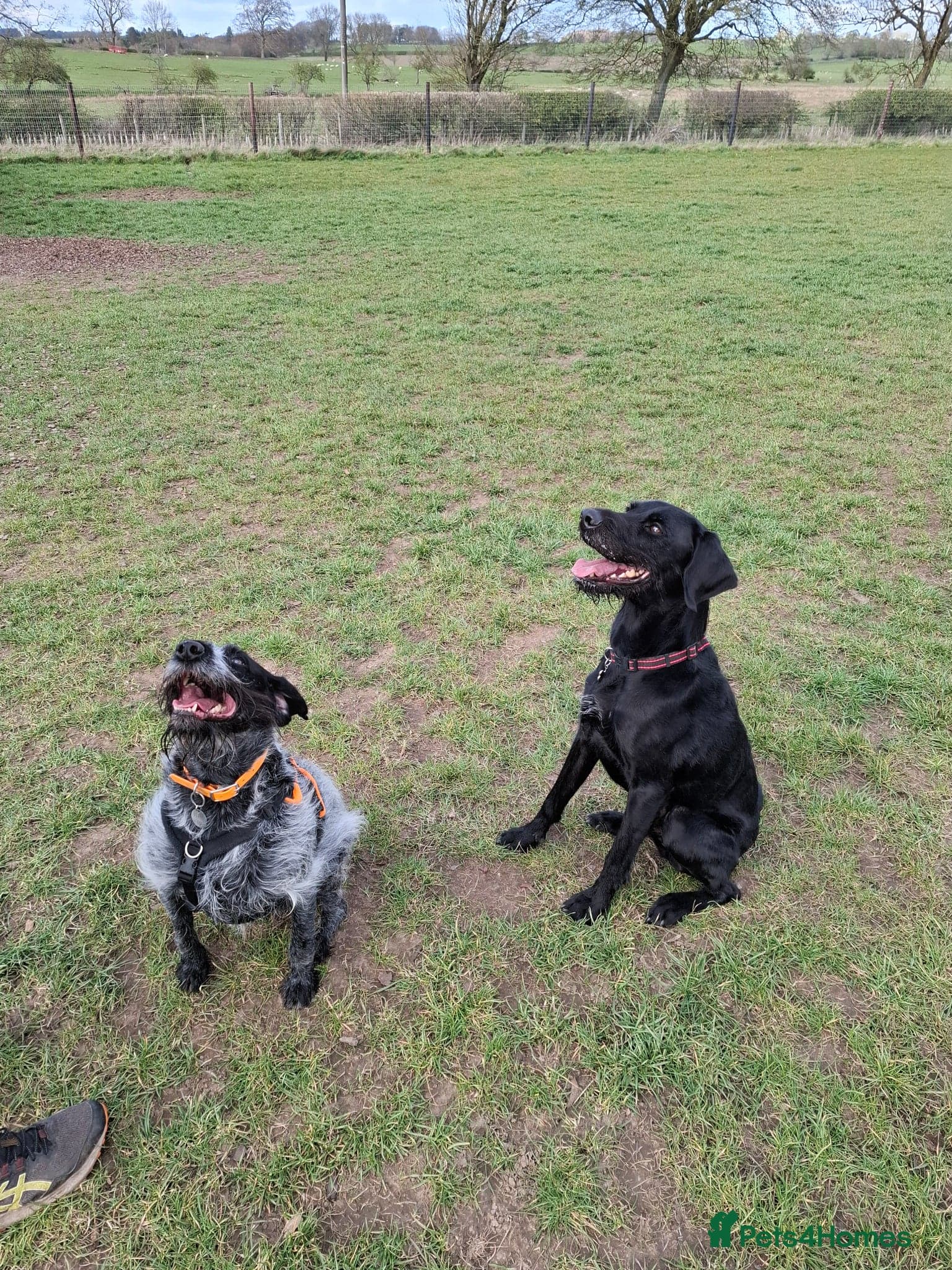 Guppy - GWP x lab photo 4