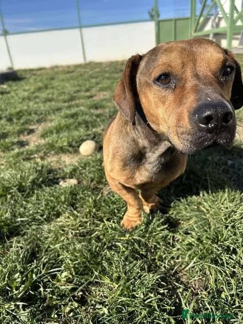 Rescue boy Noodle photo 28