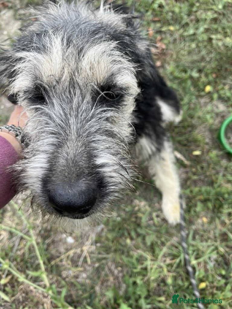 Meet Courgetti, currently residing in Norfolk photo 10