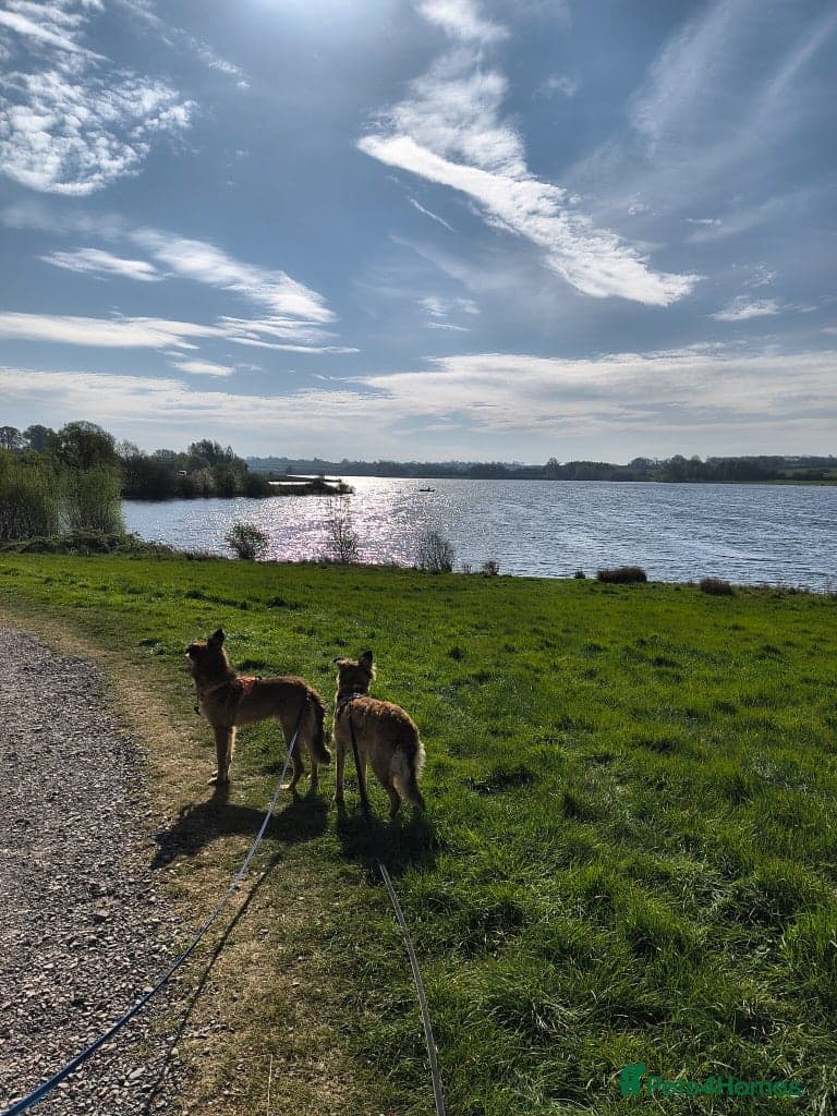 Coffee & robyn β Mixed Breed