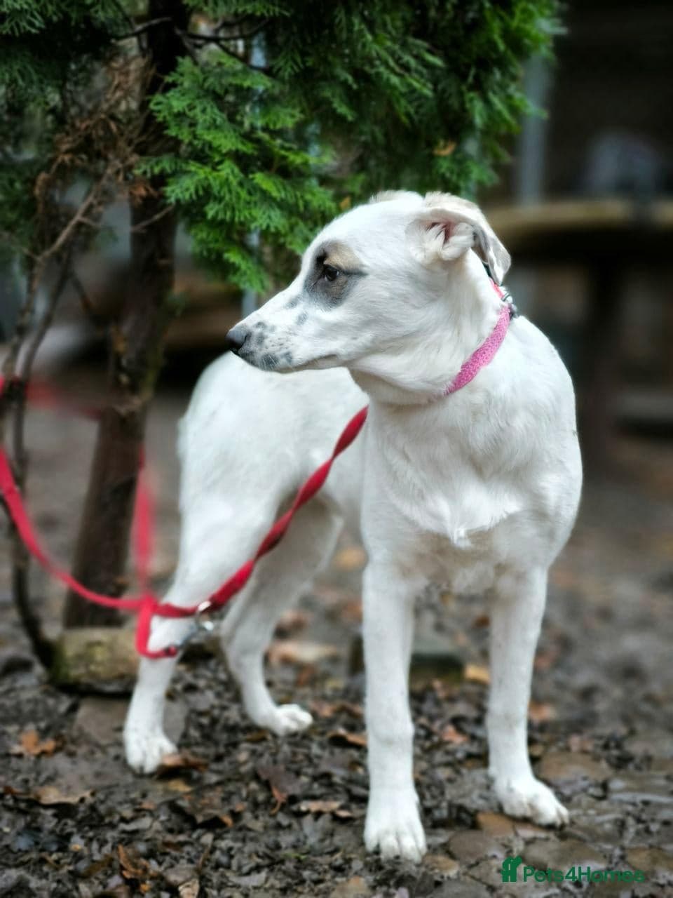 ️PLIAMKA❤️9-month-old loving and playful girl photo 25