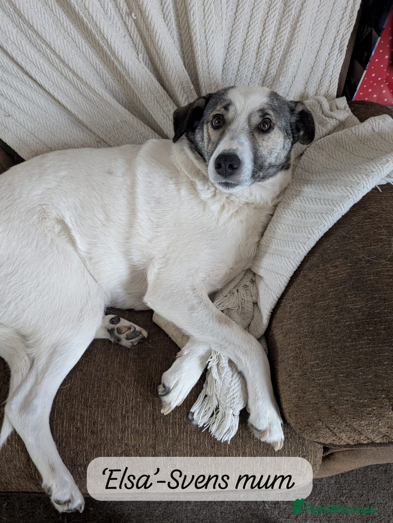 Sven, 1.5 yrs approx.Available for adoption. photo 5