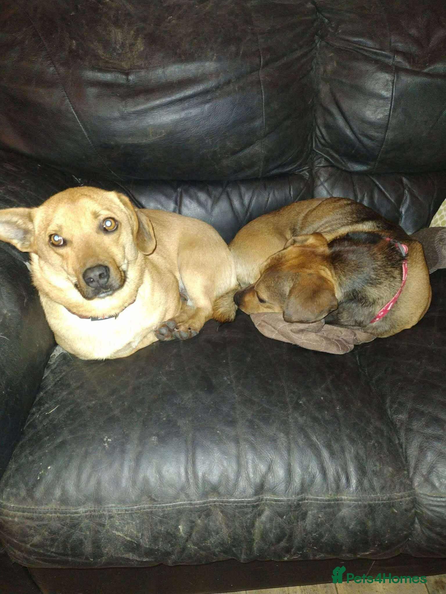 Rescue boy Noodle photo 11