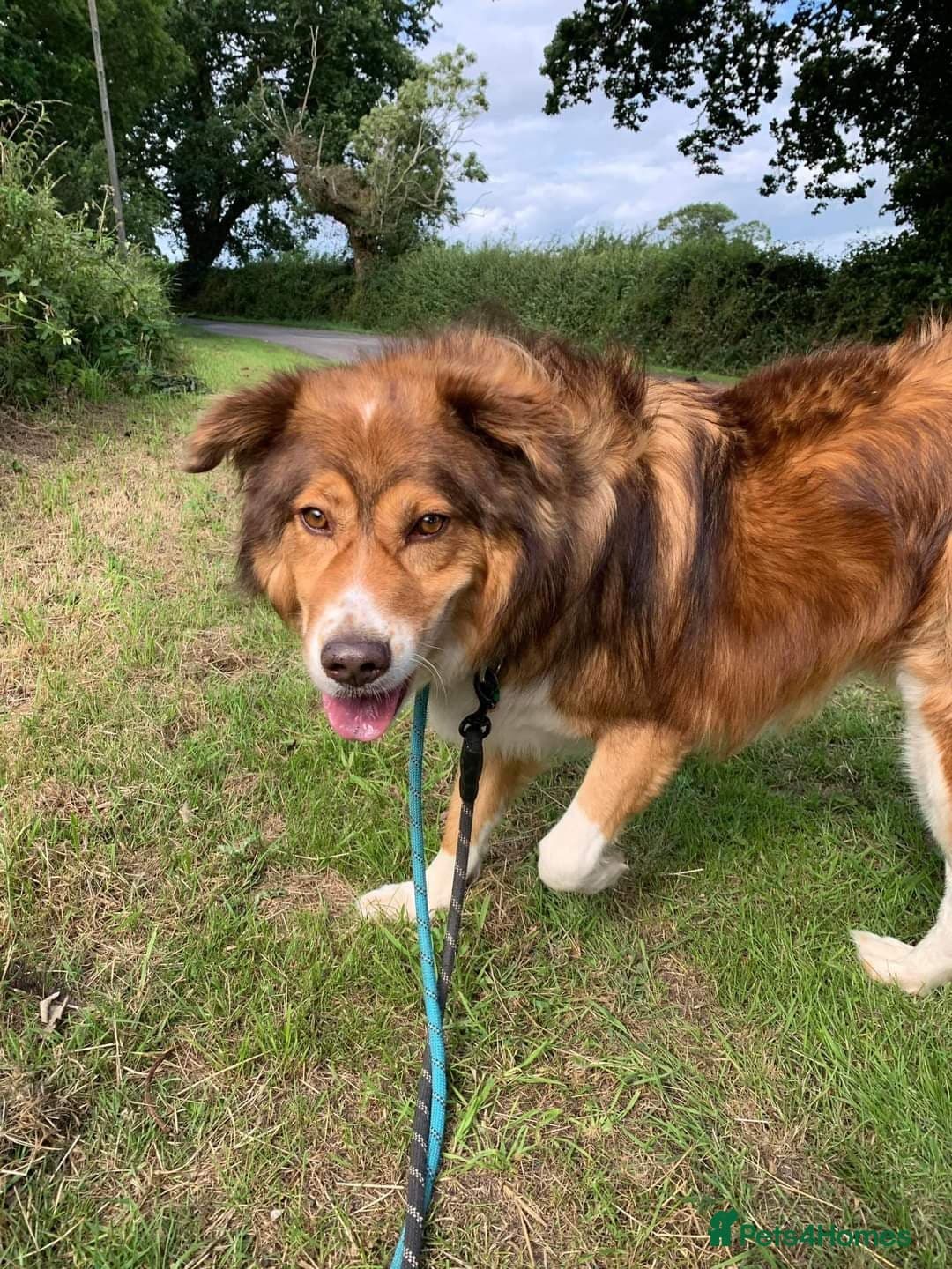 Meet Pongo, currently residing in Cheshire photo 7