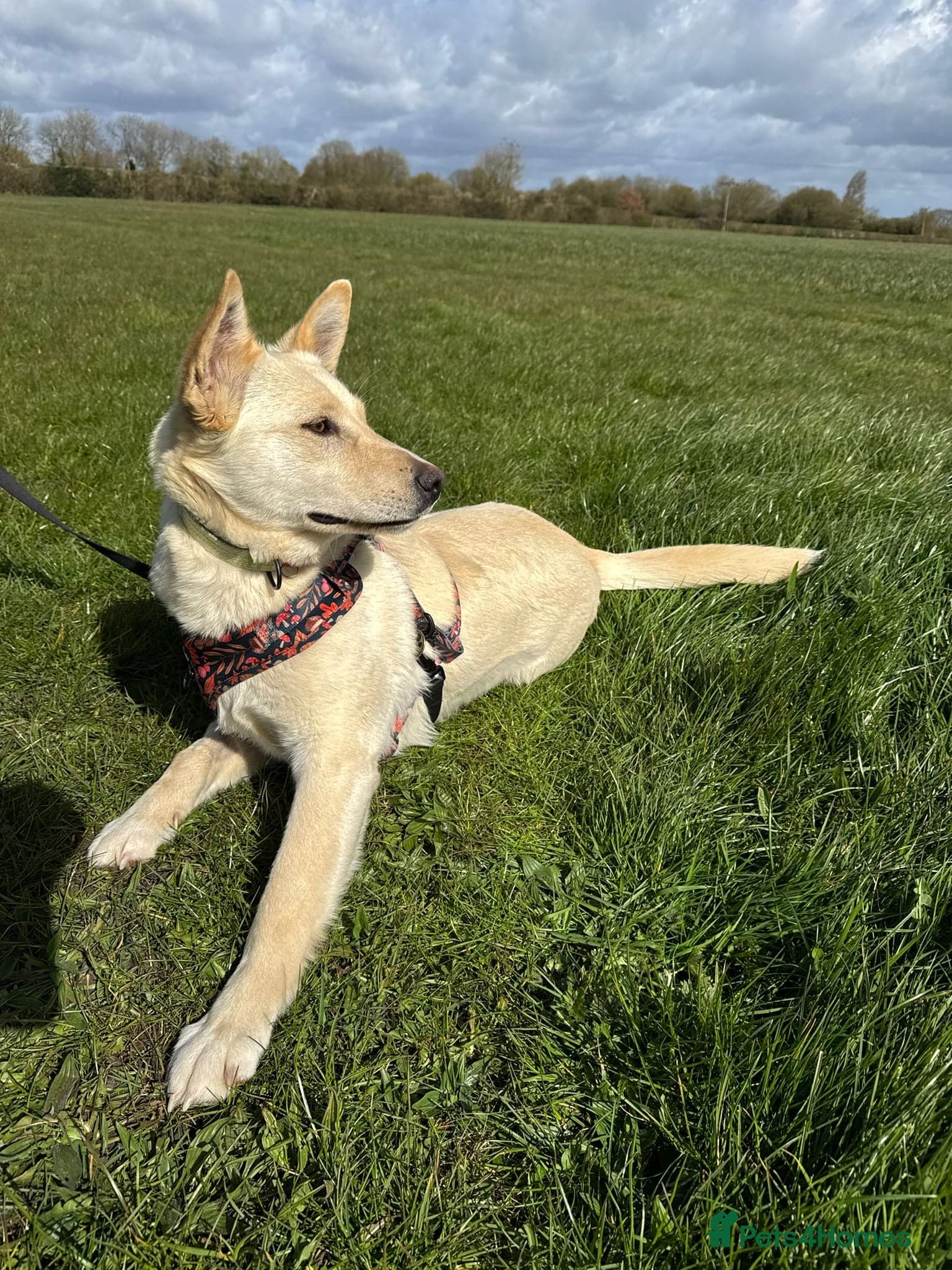 οΈπΆ milady photo 8