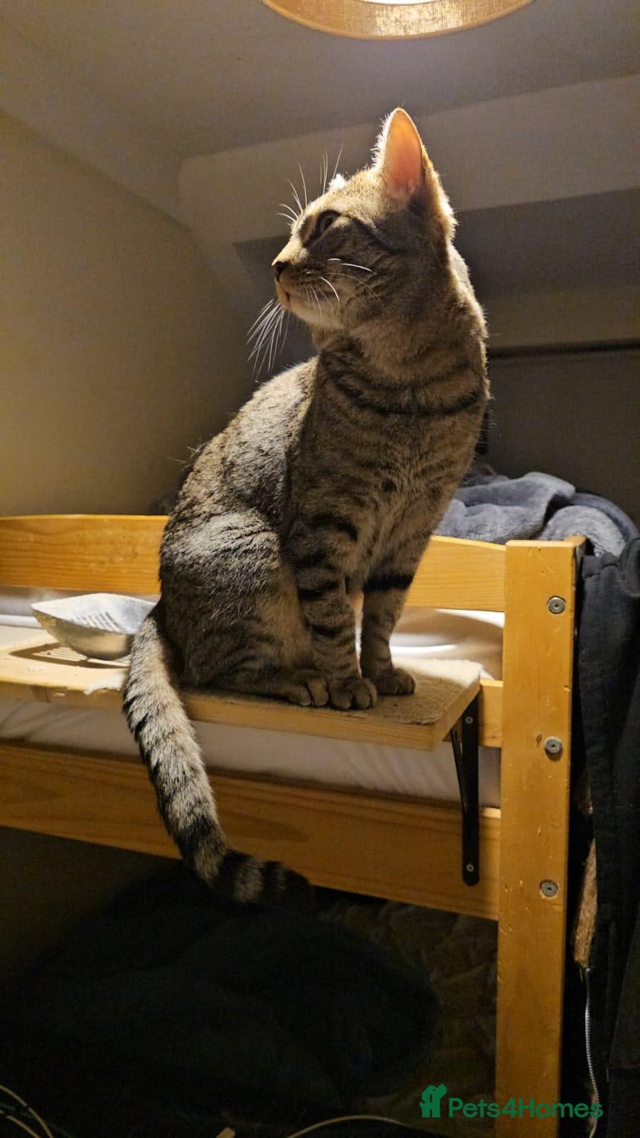 Gentle 10 month rescue MaleCat photo 18