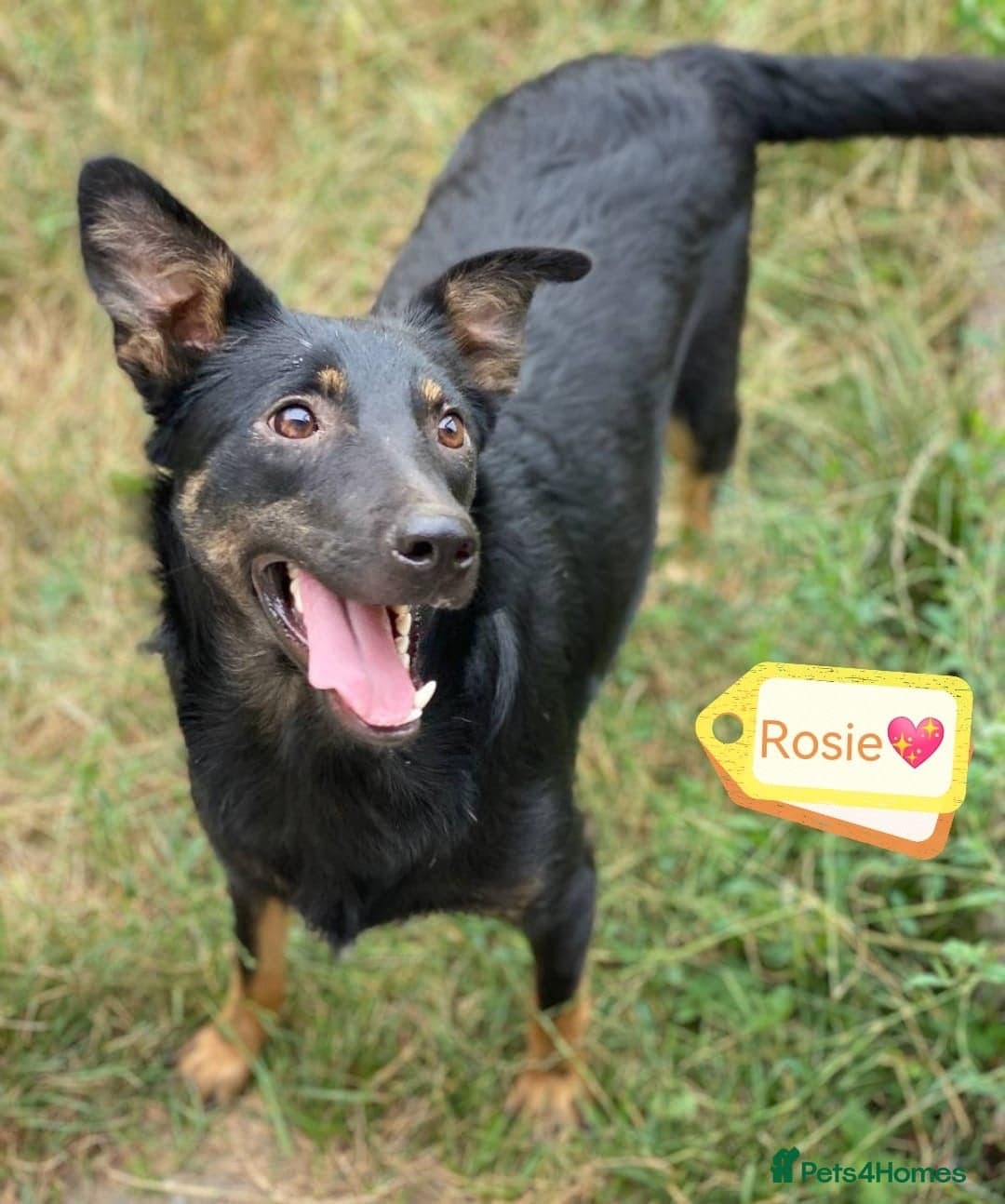 οΈπΆ rosie photo 6