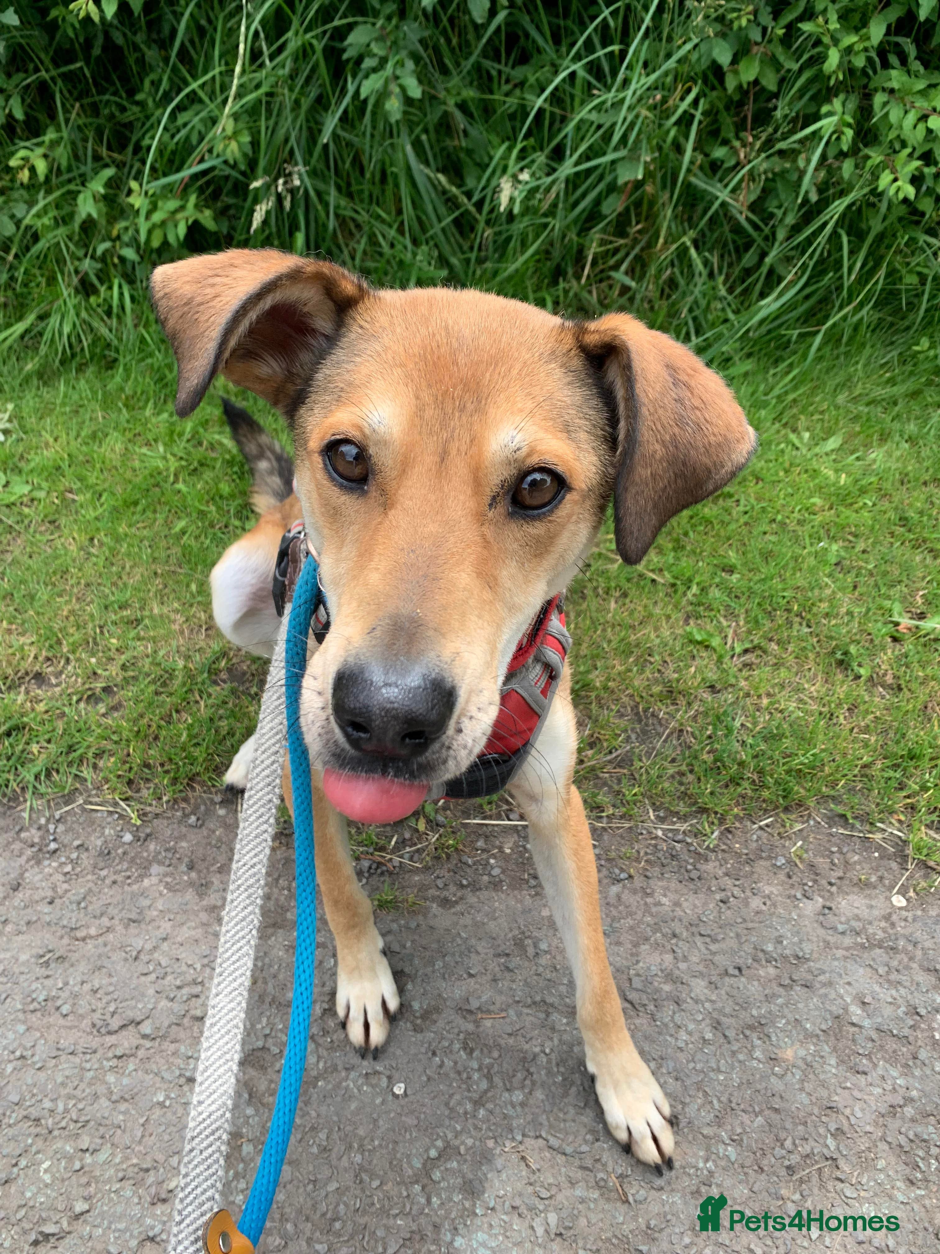 Meet Barney, currently residing in Cheshire photo 7