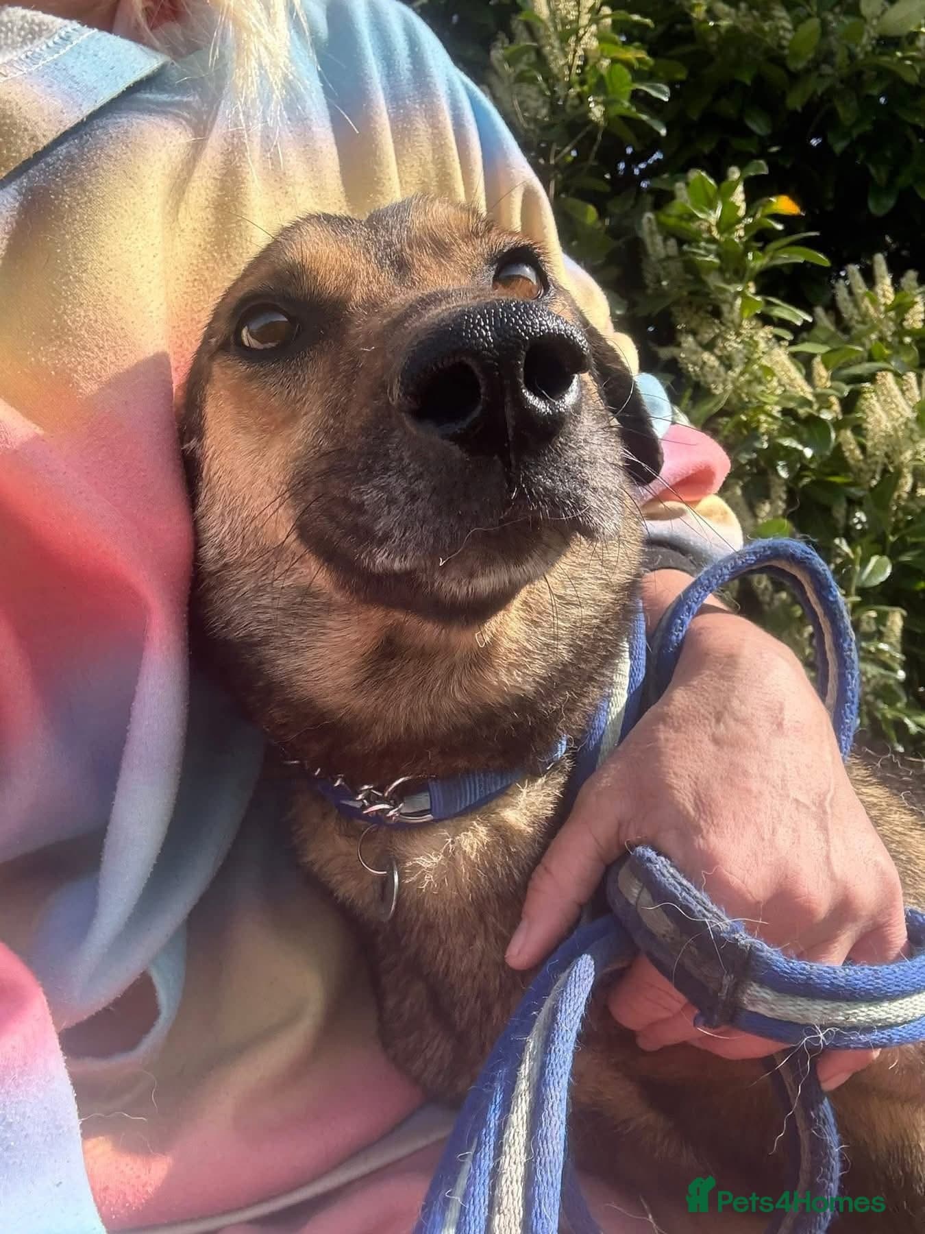 Jenkins - Norwich Norfolk photo 2