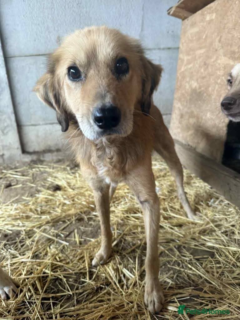 Meet Twiggy,currently residing in Yorkshire — Mixed Breed