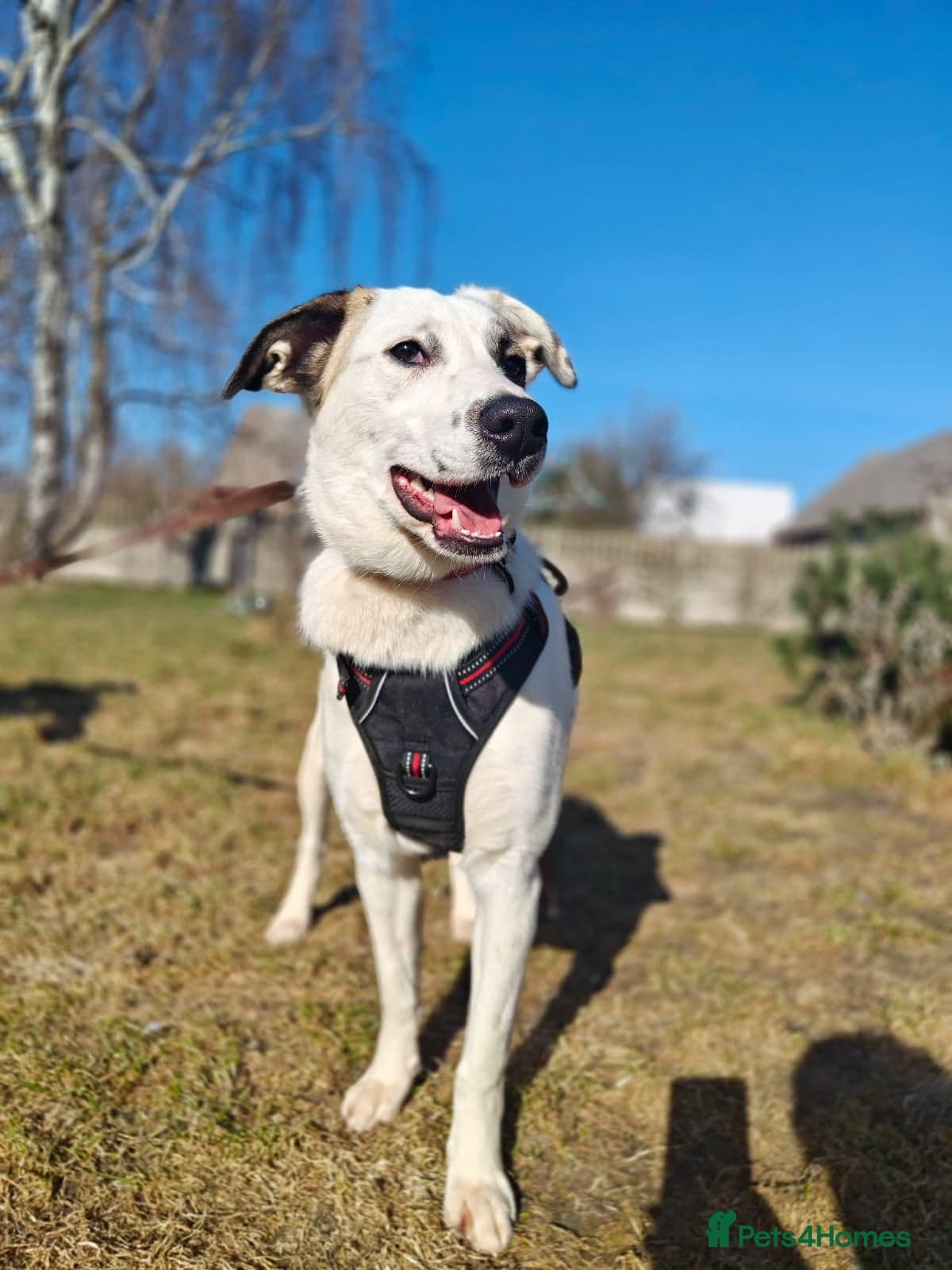 ️PLIAMKA❤️She photo 13