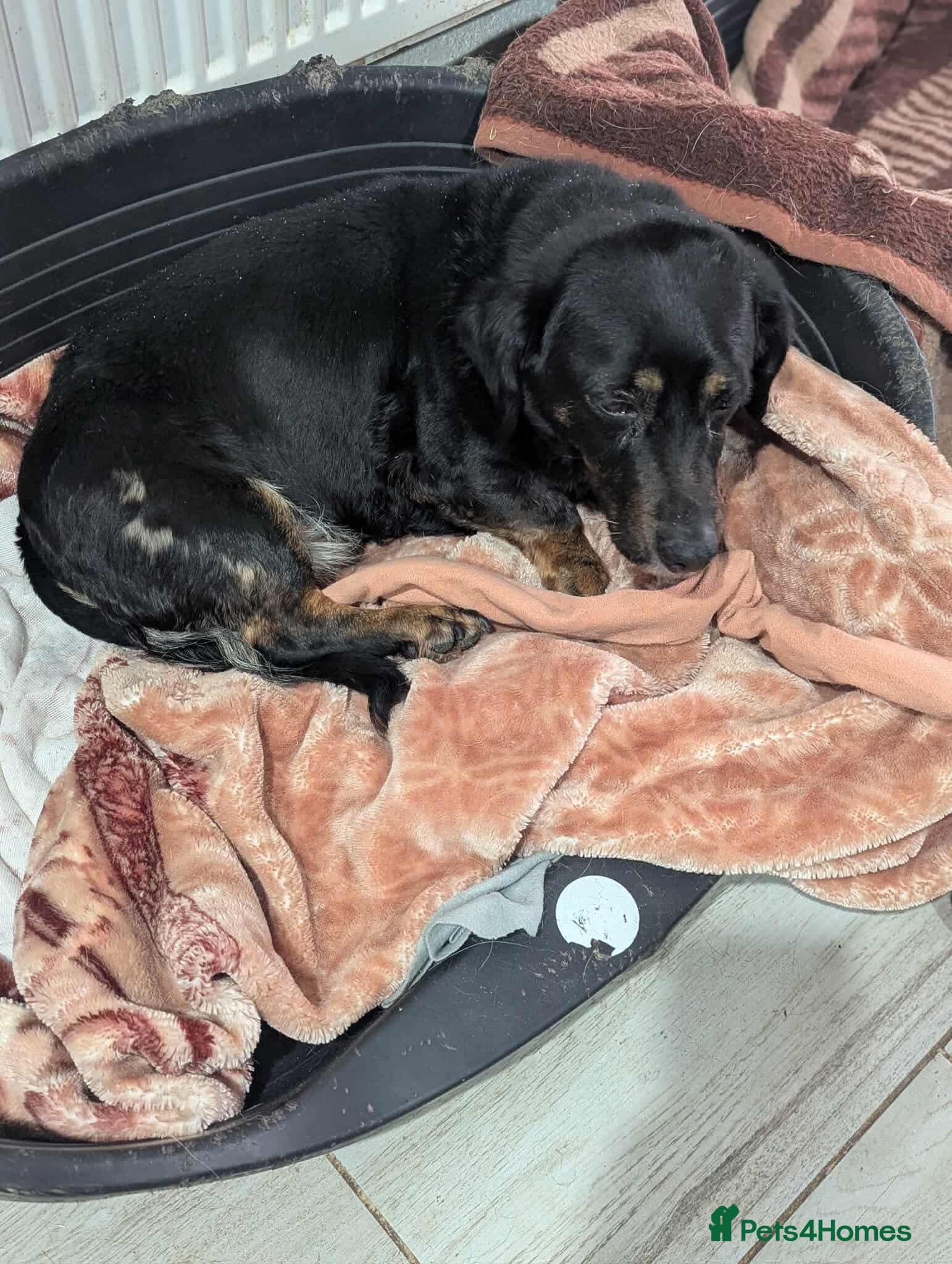 Maya — Mixed Breed